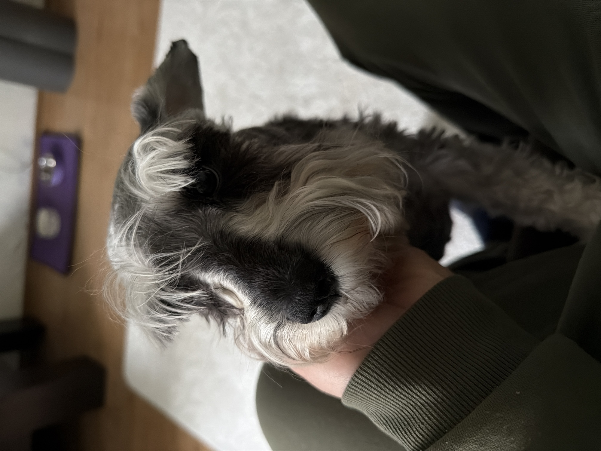 A medium, close-up shot depicts a salt-and-pepper Schnauzer dog nestled against a person. The dog has a black nose and white beard, characteristic of the breed. The person is wearing a green, ribbed-cuff long-sleeved shirt or sweater, cradling the dog. The background includes a grey object, possibly a yoga mat or foam roller, and a purple rectangular item on a wooden surface. A light-colored rug or carpet is also visible. There is no discernible information to determine the location as Chaikovsky, Russia.