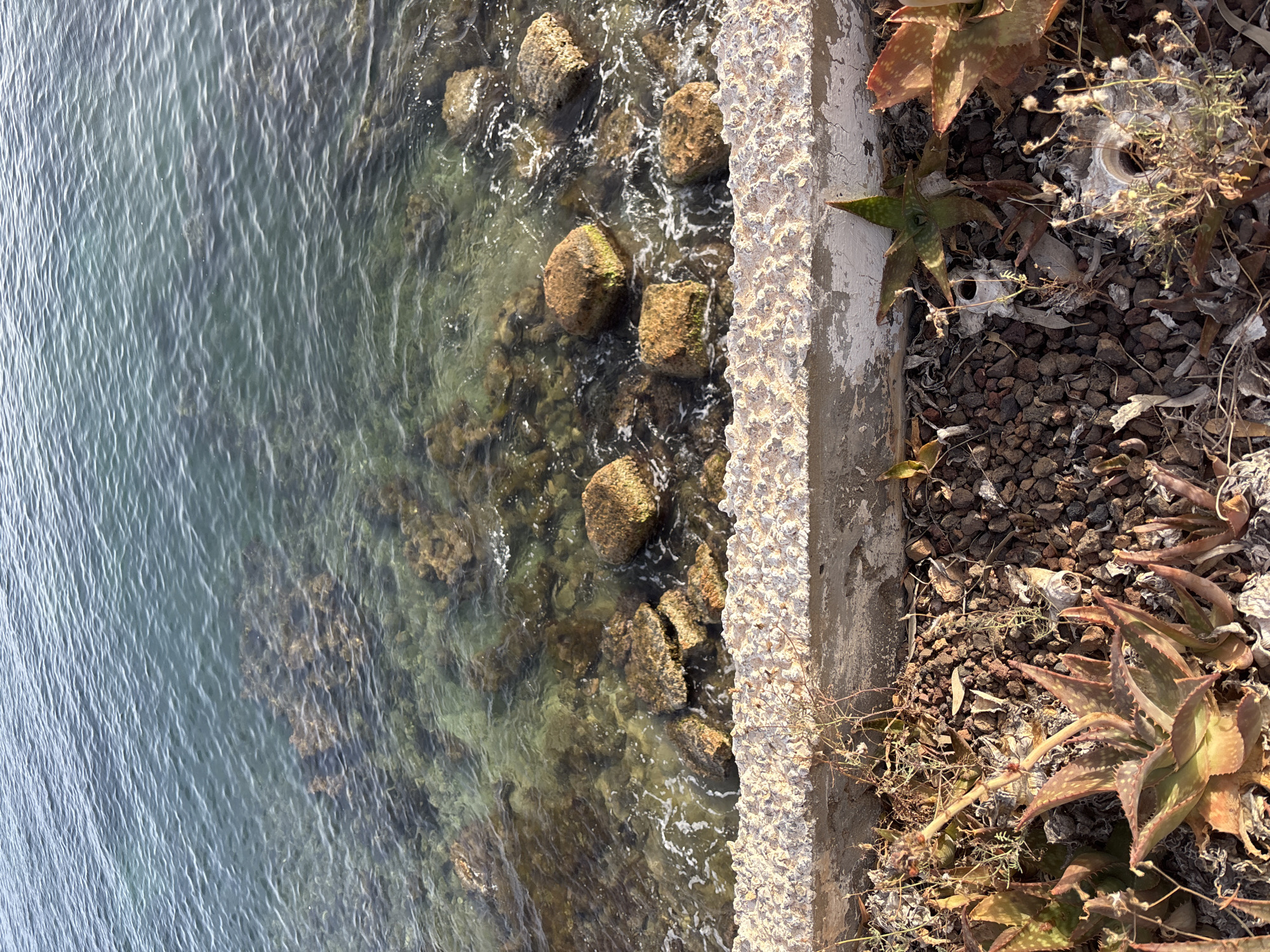 The image shows a section of a rocky coastline, likely near Orihuela, Spain. The water is clear and shallow, with visible rocks and seaweed beneath the surface. Several larger, rounded rocks are partially submerged near the shore. In the foreground, there is a low, textured concrete barrier, possibly a seawall or retaining wall. Dry vegetation, small pebbles, and succulent plants are growing in the dry soil behind the barrier. The overall scene is a natural coastal environment with some man-made elements.