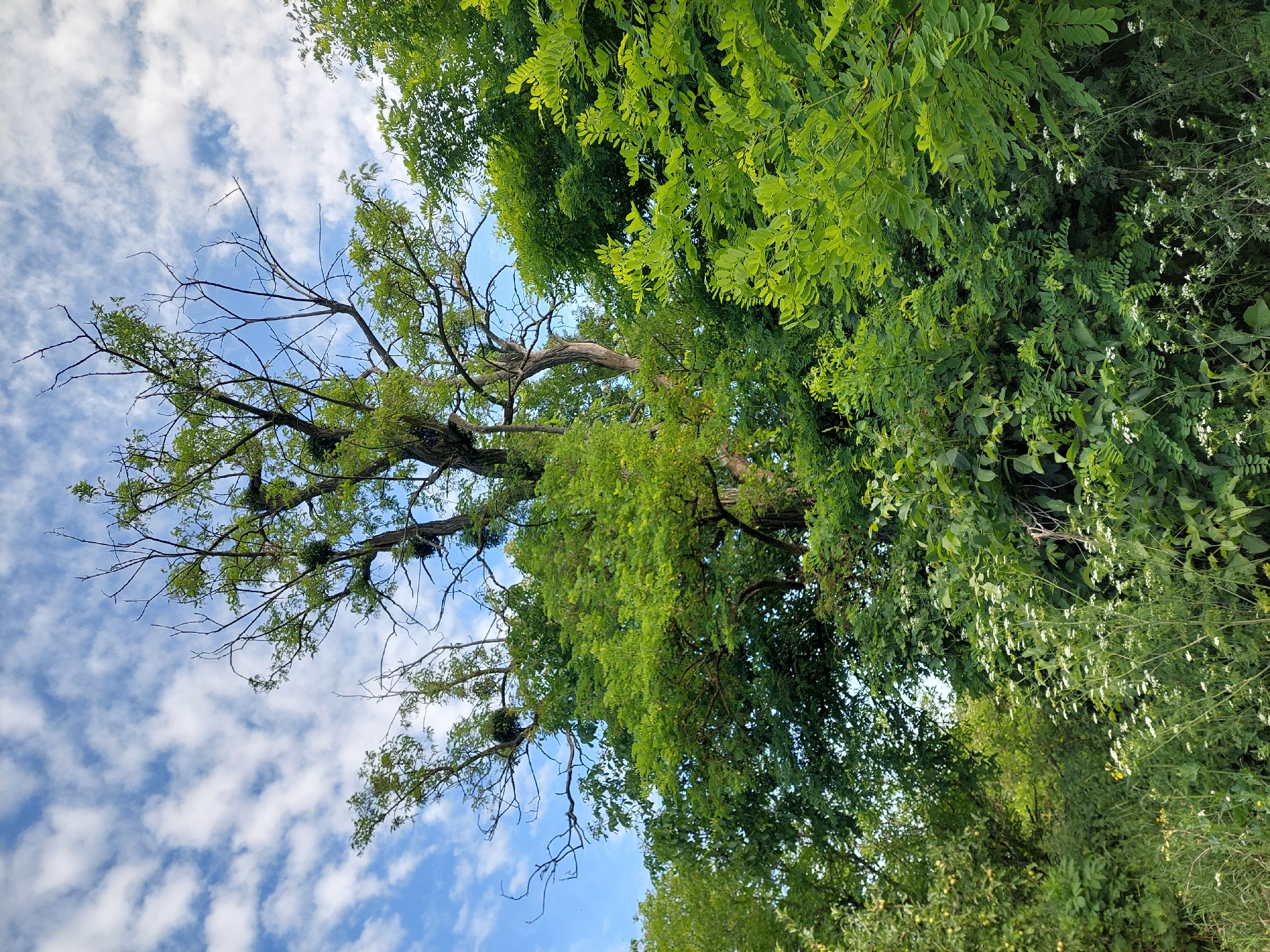 The image is a low-angle shot looking up at a dense canopy of green trees against a blue sky dotted with fluffy white clouds. The trees appear to be deciduous, with abundant foliage. On the left side of the image, a large tree with bare branches contrasts with the surrounding greenery, suggesting it might be a different species or at a different stage of its life cycle. Some of the bare branches are covered in what appear to be bird nests, possibly from a rookery.
The lighting suggests it is daytime, likely mid-morning or afternoon, given the brightness of the sky and the way the leaves are illuminated. The scene is natural and outdoors, possibly a park, forest edge, or countryside as indicated by the location context of Shpychyntsi, Ukraine. There is no visible text in the image. The overall mood is serene and natural, showcasing the lushness of the vegetation.