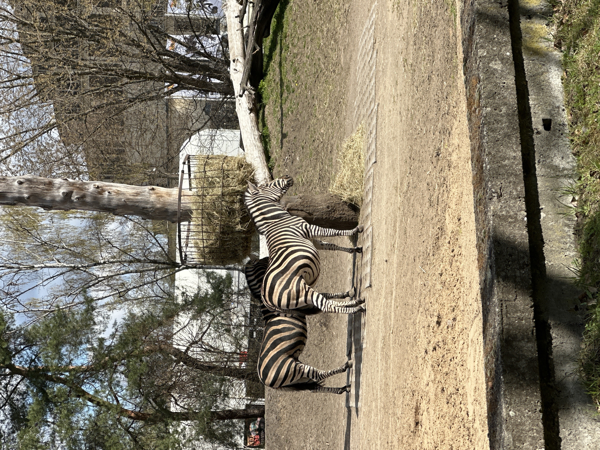 Two zebras stand close together on a sandy ground enclosure at Wrocław Zoo in Wrocław, Poland. The enclosure features a concrete border and is partly shaded by bare trees and a large log with a hay bale. A building is visible in the background.