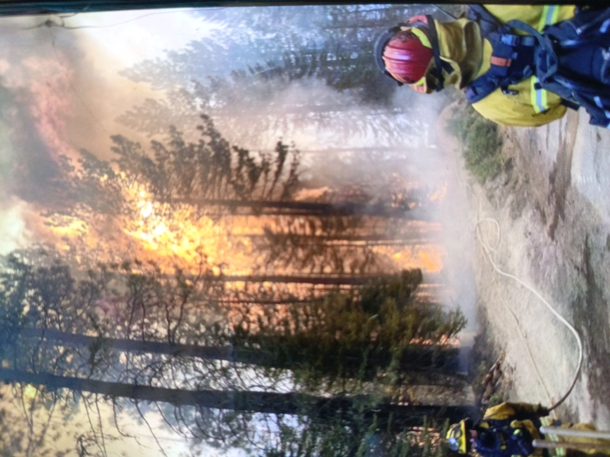 In the city of Jenu, Indonesia, a firefighter in full gear, including a yellow jacket and red helmet, is actively battling a wildfire. The firefighter is holding a hose, spraying water onto the flames that are consuming the trees. The environment is a forest, with tall trees and undergrowth, engulfed in smoke and fire. The orange glow of the fire illuminates the scene, casting shadows on the ground. Another firefighter, also in protective gear, is visible in the lower right corner of the image, suggesting a coordinated effort to extinguish the blaze. The scene is dynamic and chaotic, capturing a critical moment in the fight against the wildfire.