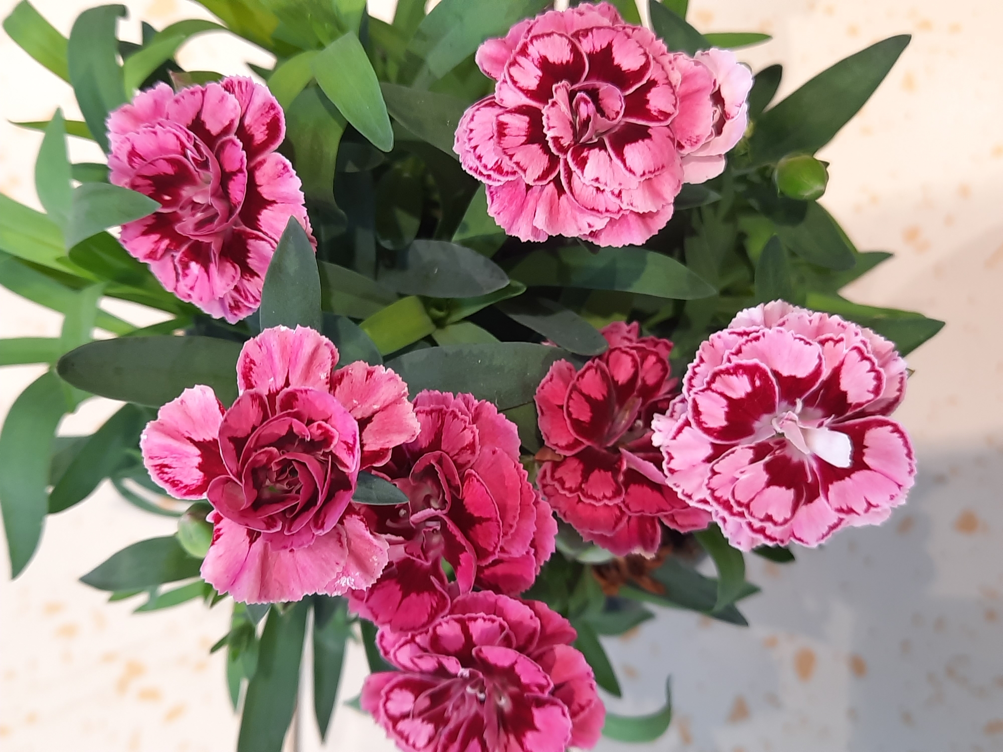 This is a close-up, overhead shot of a pot of pink and dark pink carnations. The flowers have ruffled petals and a darker pink or maroon center. The green leaves are long and pointed. The background is a light-colored, textured surface, possibly a table or countertop, with some faint orange speckles. There are no people visible. The image does not provide any information that would allow for location identification in Rosenheim, Germany.