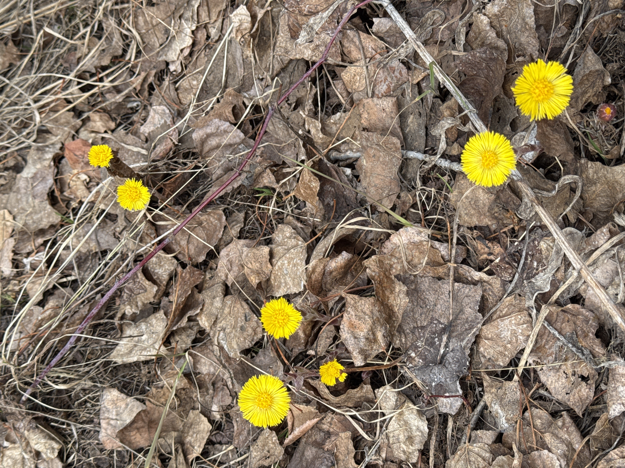 This close-up, high-angle photograph captures a natural scene on the ground in what appears to be late winter or early spring in Chaikovsky, Russia. The primary subjects are seven vibrant yellow flowers, characteristic of coltsfoot (Tussilago farfara), which are scattered across a bed of dry, decaying leaves.
The ground is densely covered with a thick layer of various brown and tan fallen leaves, indicative of deciduous trees. Many thin, straw-colored dry grass blades and slender, reddish-brown twigs and stems are interspersed among the leaves, adding texture to the composition. One unopened, brownish-red flower bud is visible in the upper right, hinting at further blooming.
The flowers themselves are a bright, cheerful yellow, with numerous tightly packed ray florets. Their emergence from the dormant, leaf-covered ground suggests the resilience of nature and the arrival of the spring season. The lighting is soft and even, implying diffused daylight, possibly from an overcast sky, without casting harsh shadows. No human activity or visible text is present in the image.