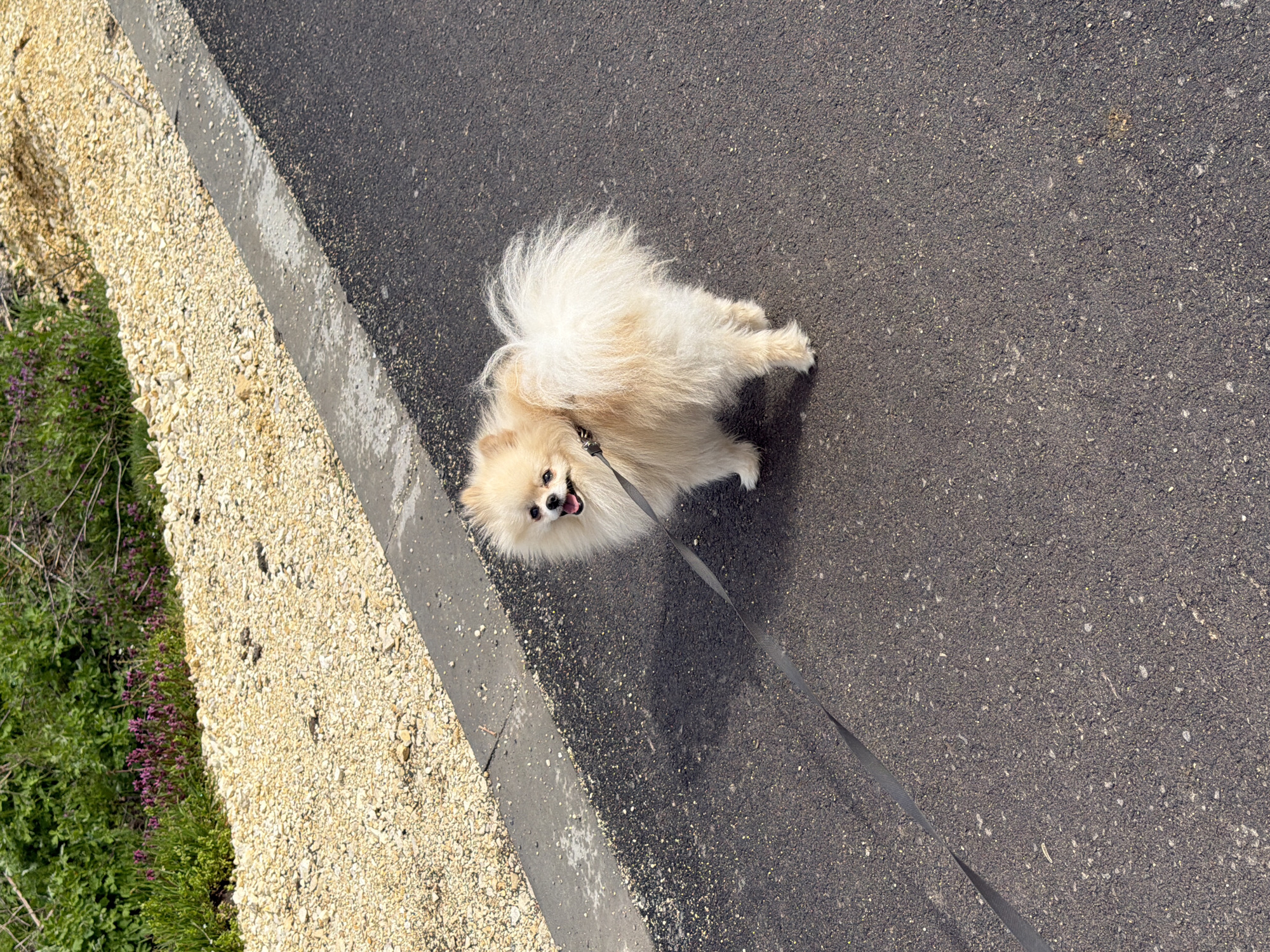 An aerial view depicts a small, tan Pomeranian dog on a leash on an asphalt road in Brestovene, Bulgaria. The dog is positioned near the edge of the road, with a concrete curb separating the asphalt from a gravel shoulder and green vegetation. The leash extends diagonally across the asphalt surface.