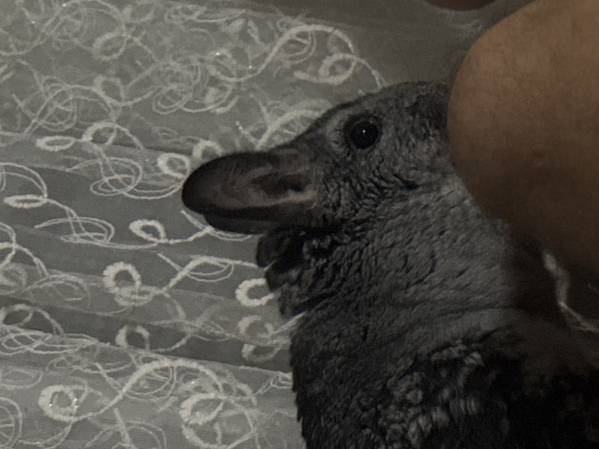 The image is a close-up, indoor shot of a chinchilla. The chinchilla is predominantly gray with dark eyes and large ears. It is positioned in the foreground, with its fur detailed and textured. Behind the chinchilla, a sheer, white curtain with an ornate, swirling pattern is visible. The lighting appears dim, casting shadows and highlighting the texture of the chinchilla's fur and the curtain's design. A portion of a human leg, with skin visible, is in the lower right corner of the frame, suggesting the chinchilla is resting on or near a person. The image does not provide any information about the city of Shakhty, Russia, or any specific location within it.