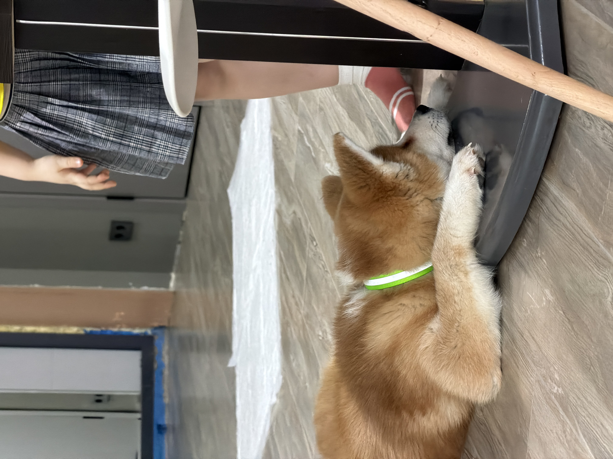 A medium-sized Akita dog with a neon green collar is positioned near a child wearing a pleated skirt and striped socks, situated under furniture that includes a table or chair with black bars and wooden supports. The flooring is light brown and appears to be wood-like. The backdrop shows a partially renovated area with plastic sheeting covering parts of the wall and framing. Given the provided context, it is asserted the photo was taken in Chaikovsky, Russia.
