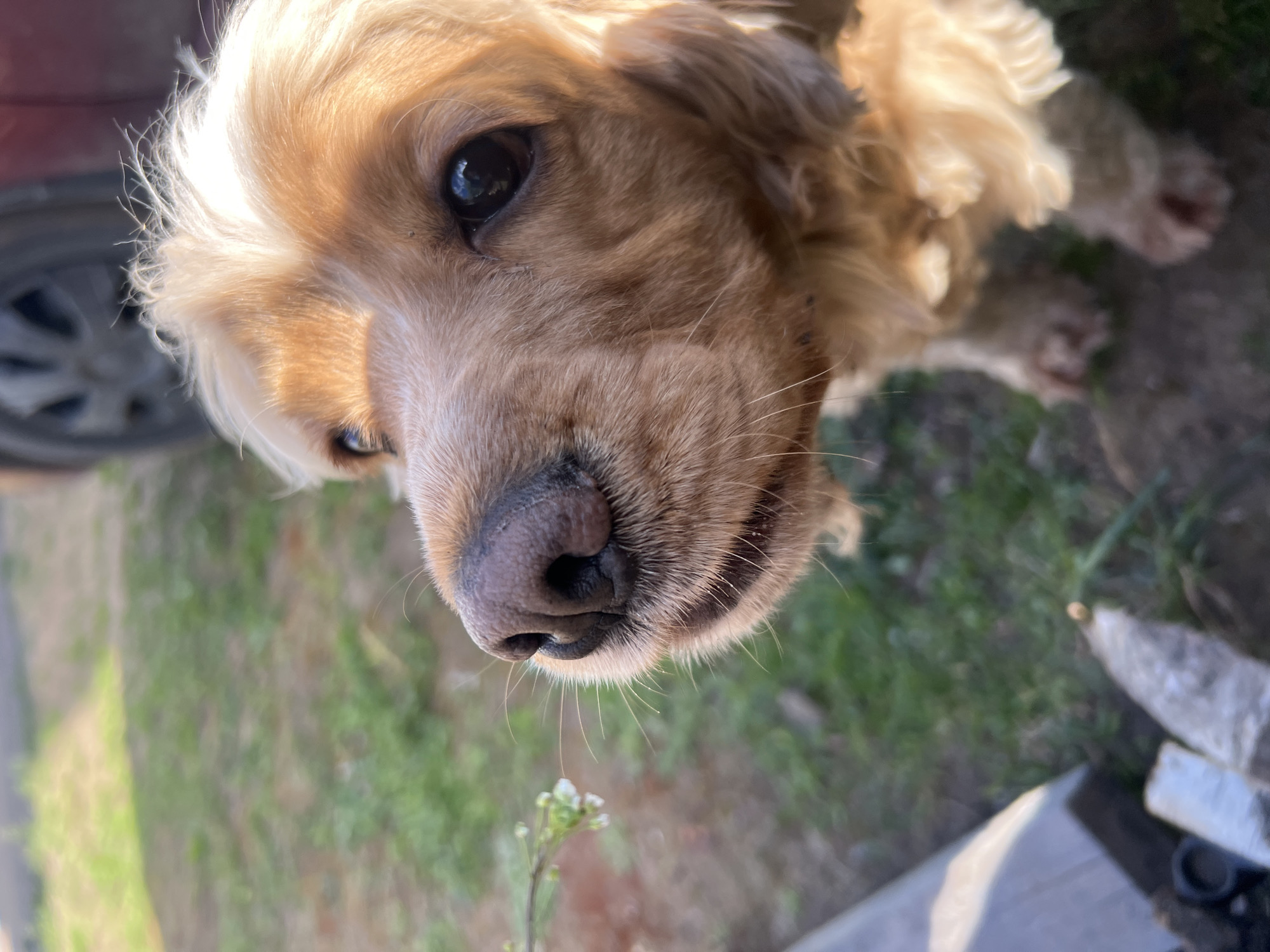 A close-up, high-angle view shows the face of a golden-colored Cocker Spaniel-type dog. The dog has soft, light-colored fur, dark eyes, and a wet nose. The background consists of a blurry green lawn or ground cover. In the top-left corner, part of a dark wheel and a red vehicle are visible. In the bottom-right corner, a gray or white object, possibly concrete, is partially in the frame. In front of the dog's nose is a small plant with white flowers. The photograph was most likely taken in an outdoor setting. It is not possible to confirm the location as Chaikovsky, Russia based on the image alone.