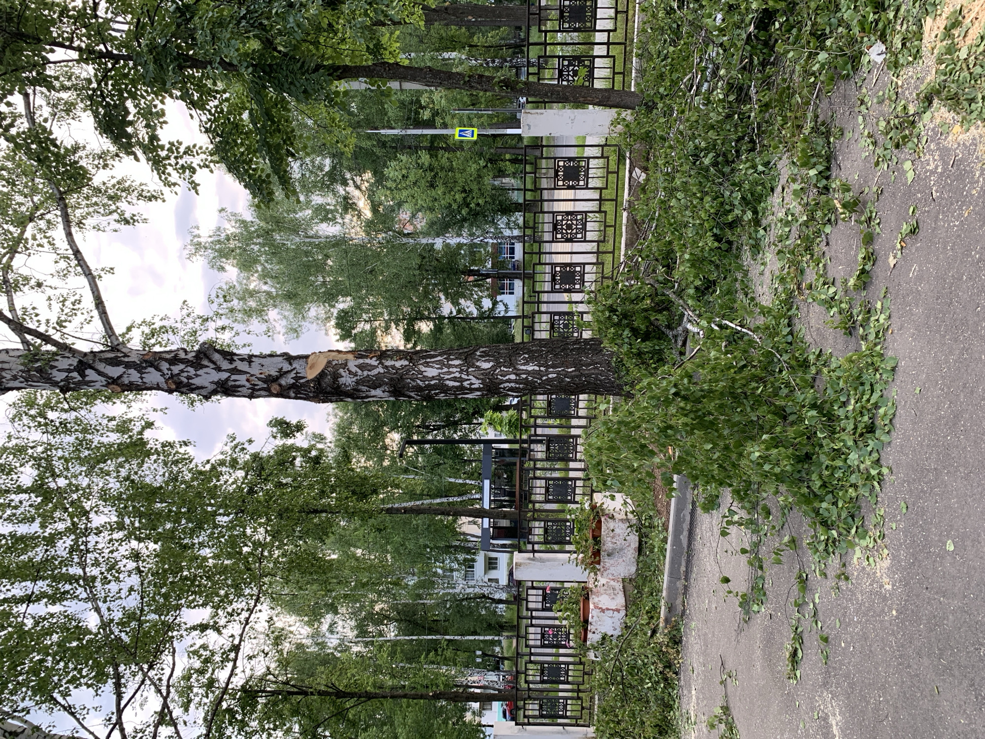 This image, taken in Chaikovsky, Russia, captures an outdoor scene depicting the aftermath of tree felling or significant pruning along an asphalt path. A large birch tree trunk, freshly cut and displaying its distinctive white, peeling bark and visible saw marks, lies horizontally across the bottom of the frame. Another birch tree, still standing in the middle ground, shows a recently cut branch on its trunk.
The asphalt ground is strewn with numerous green, leafy branches, twigs, and sawdust, indicating recent activity. A dark, ornate metal fence featuring square patterns runs through the mid-ground, separating the path from a densely treed area. Beyond the fence and through the foliage, light-colored buildings are partially visible. A yellow, diamond-shaped pedestrian crossing sign, depicting a walking figure, is visible above the fence in the background. The sky is partly cloudy, and the natural light suggests it is daytime, possibly an overcast day or late afternoon. The scene portrays a landscape maintenance event. No people are visible.