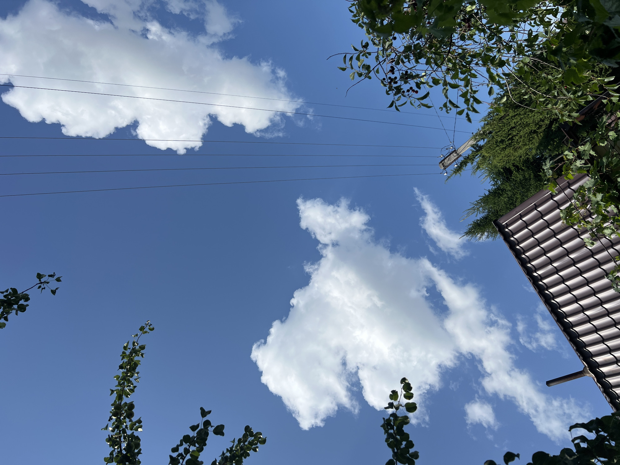 An outdoor, low-angle, eye-level shot captured on a clear day in Khryashchevka, Russia. The image focuses on the sky, with a bright blue expanse dotted with fluffy white clouds. Several power lines stretch diagonally across the frame, anchored by a utility pole on the right. In the foreground, the dark brown, tiled roof of a building is visible, along with a metal chimney pipe extending upwards. Green foliage from trees and branches frames the scene from the top and right edges, with some branches bearing small, dark berries. The overall impression is one of a rural or suburban environment on a sunny day.