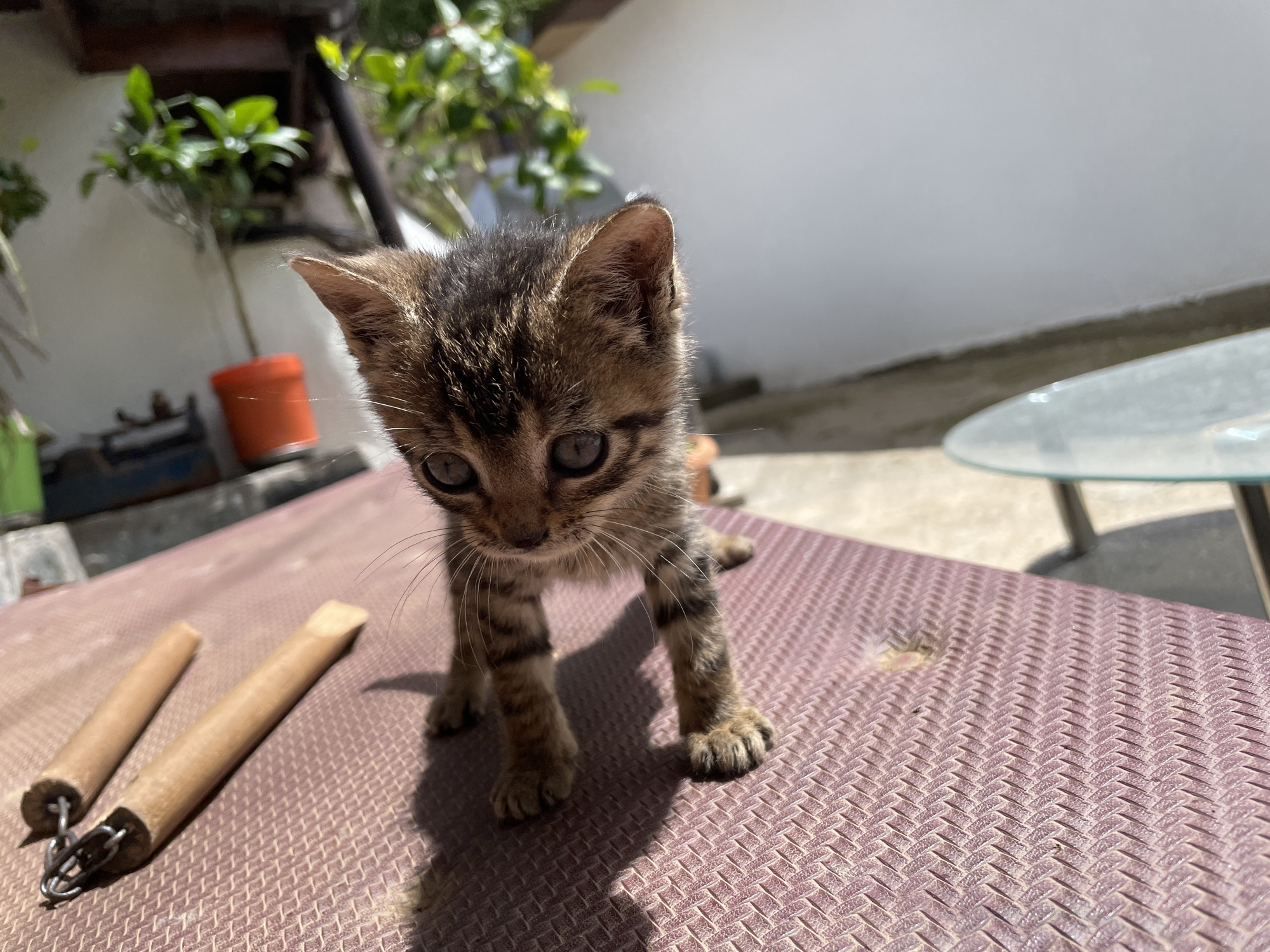 A kitten stands on a purple, textured surface. To the left of the kitten are two segments of nunchucks. The background features plants and a white wall. A small glass table is to the right of the kitten. The location is Zlatograd, Bulgaria.