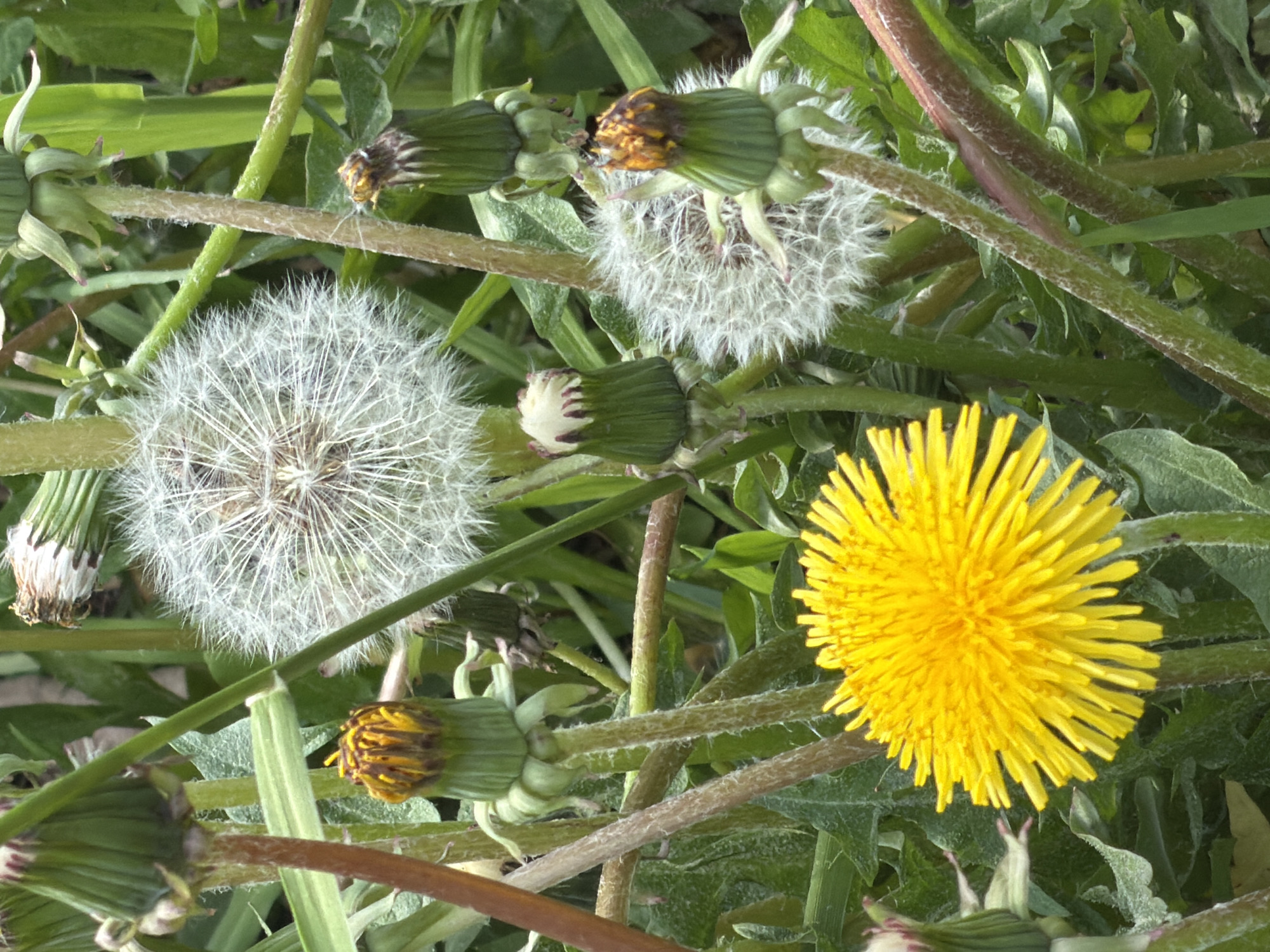 The image shows a close-up view of dandelions in varying stages of development. There is one fully bloomed yellow dandelion flower, two dandelion seed heads (puffballs), and several unopened or partially opened dandelion buds. The plants are surrounded by green leaves and stems. The location is not discernible from the image and there is no specific evidence to suggest that it is in Saint Petersburg, Russia.