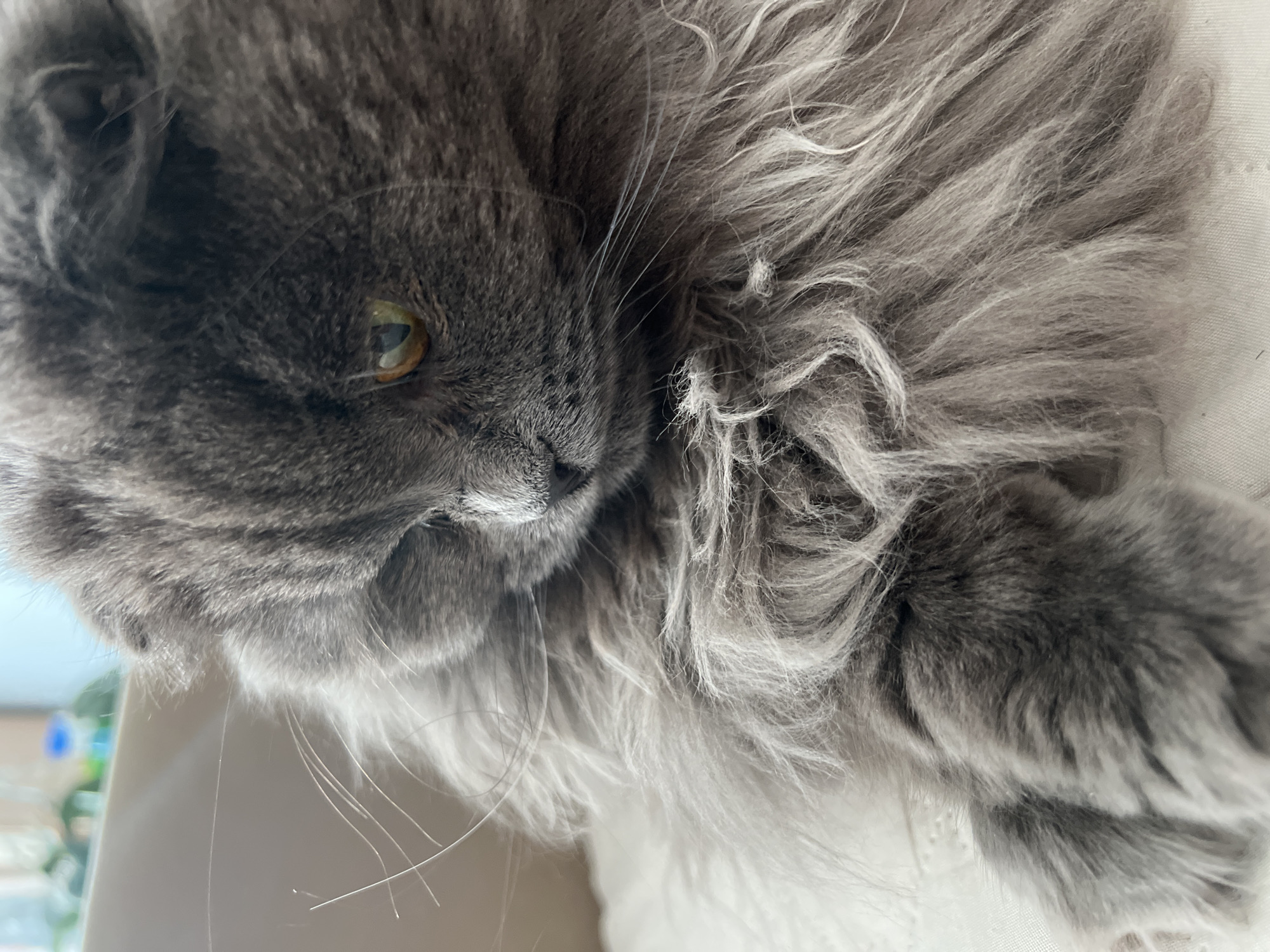 Close-up of a fluffy gray cat's face, resting on a white surface. The cat has one visible golden eye, a small nose, and long whiskers. The background is blurred, but a window is partially visible. The location of Tyumen, Russia cannot be determined from the image.
