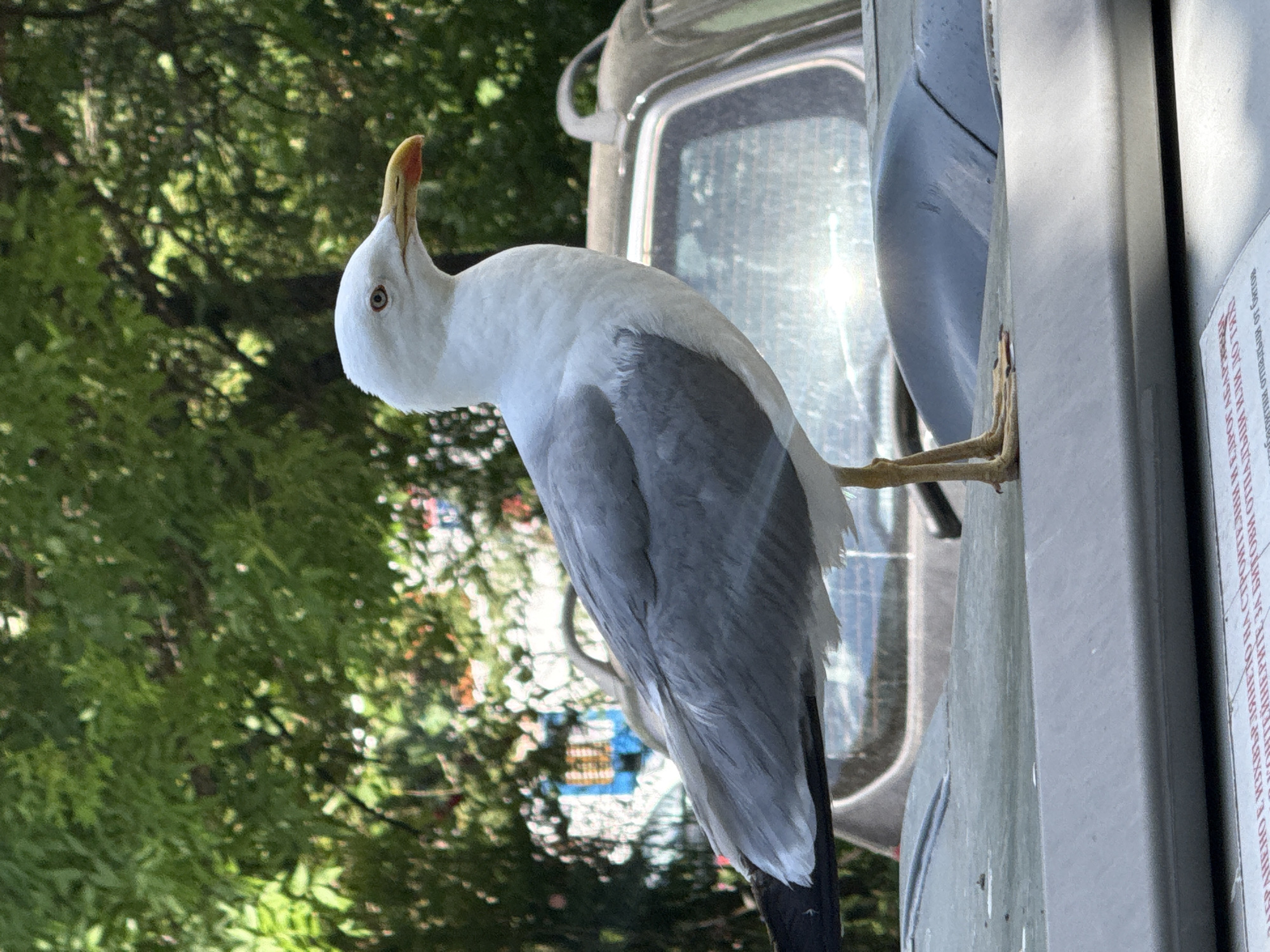 A seagull is perched on the hood of a car. The bird is mostly white with gray wings and a yellow beak. It is facing to the right. The car appears to be parked outdoors, with trees and other vehicles in the background. The image appears to have been taken in Burgas, Bulgaria, as evidenced by the text on the red and white sign in the foreground, which contains Bulgarian Cyrillic script. The sign is a traffic or informational sign, likely related to parking or waste disposal. The environment suggests an urban or semi-urban setting. There are no people visible in the image.