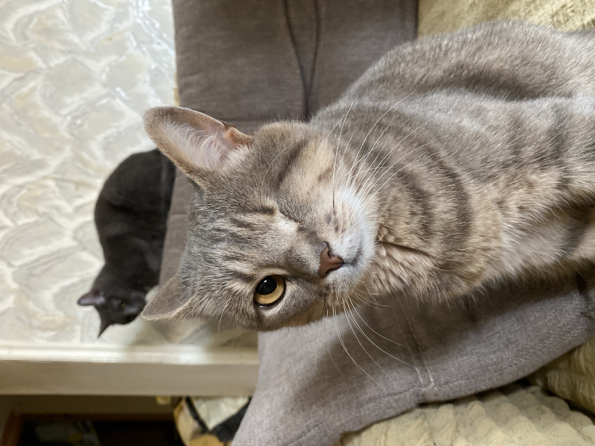 Two cats are in a dimly lit room. The cat in the foreground is a grey tabby with one eye, sitting on a couch. The other cat is a dark grey and is perched on a shelf in the background. The room appears to be a living room, with wallpaper and furniture. The lighting is dim, suggesting it is either nighttime or the blinds are drawn.