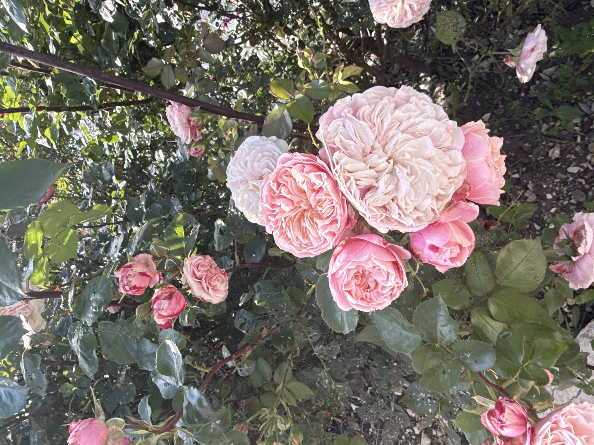 In Natukhaevskaya, Russia, a close-up, eye-level shot captures a cluster of light pink roses in full bloom. The roses are the primary subjects, with their intricate petals and varying shades of pink dominating the frame. The background is a dense foliage of dark green leaves, indicative of a garden setting. Sunlight filters through the leaves, creating dappled light and shadows that add depth to the scene. Some rose buds are visible, suggesting a continuous bloom cycle. The ground beneath is a mix of dark soil and small pebbles. The overall impression is one of natural beauty and tranquility.