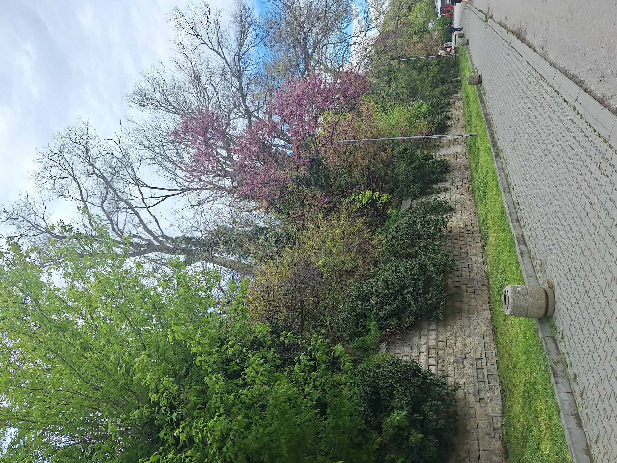 This media file captures a pedestrian pathway alongside a green, treed hillside, likely in Varna, Bulgaria, during daytime. The image is oriented vertically, showing the path running parallel to the right edge of the frame.
The main subject is a paved walkway made of light grey interlocking concrete pavers. To the left of this path, a narrow strip of well-maintained green grass is visible, bordered by a darker grey curb. Several short, cylindrical concrete bollards or small light fixtures are intermittently placed along the grass strip. Further to the left, a low stone retaining wall, constructed from rectangular grey blocks, supports a steep hillside.
The hillside is densely covered with various trees and bushes. A prominent tree with vibrant pink-purple blossoms, characteristic of a Judas tree, stands out on the upper part of the slope, suggesting early spring. Other trees have either just begun to sprout light green leaves or still have bare, intricate branches against the sky. Lush green bushes and younger trees with fresh foliage are abundant, particularly in the foreground and lower parts of the hillside.
The sky above the trees is bright, featuring light blue patches interspersed with wispy white clouds, indicating fair weather. No people or specific activities are visible, presenting a tranquil and static landscape. There is no discernible text within the image.