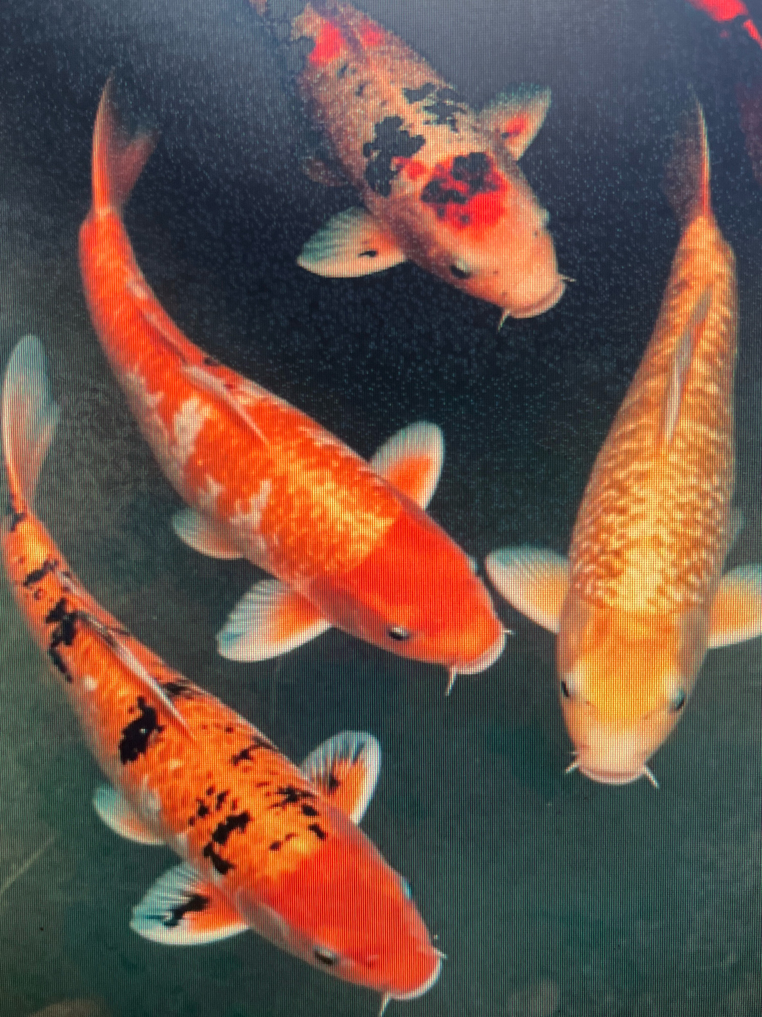 The image displays a top-down view of four koi fish swimming in dark water. The fish exhibit a variety of colors, including orange, white, and black markings. One fish is predominantly orange with white patches, while another is orange with black spots. A third fish is a bright orange with white markings, and the fourth is a more golden-orange hue. The environment appears to be a pond or aquarium, characterized by the dark, speckled water. There are no people or any identifiable urban elements. The scene is a close-up of the aquatic life, focusing on the fish themselves. This image is not located in Sejahtera, Indonesia, as there is no information within the image to suggest a specific geographical location, nor any indicators of an urban environment.