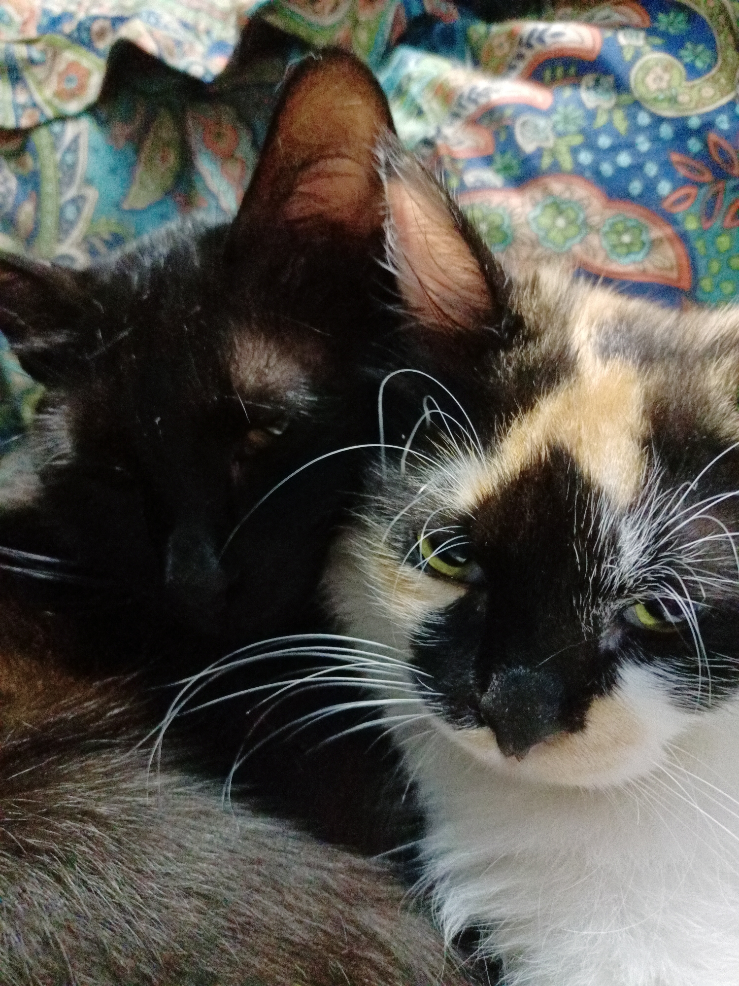 Two cats, one black and one calico, are resting together on a patterned fabric. The black cat's face is largely obscured as it is turned away from the camera, though its ear is visible. The calico cat is looking towards the camera with its green eyes open. Its fur is a mix of black, white, and tan. The fabric beneath them features a colorful paisley-like pattern in shades of blue, green, orange, and white. The image is a close-up shot, focusing primarily on the cats' heads and upper bodies. The exact location within Almaty, Kazakhstan, cannot be determined from the image.