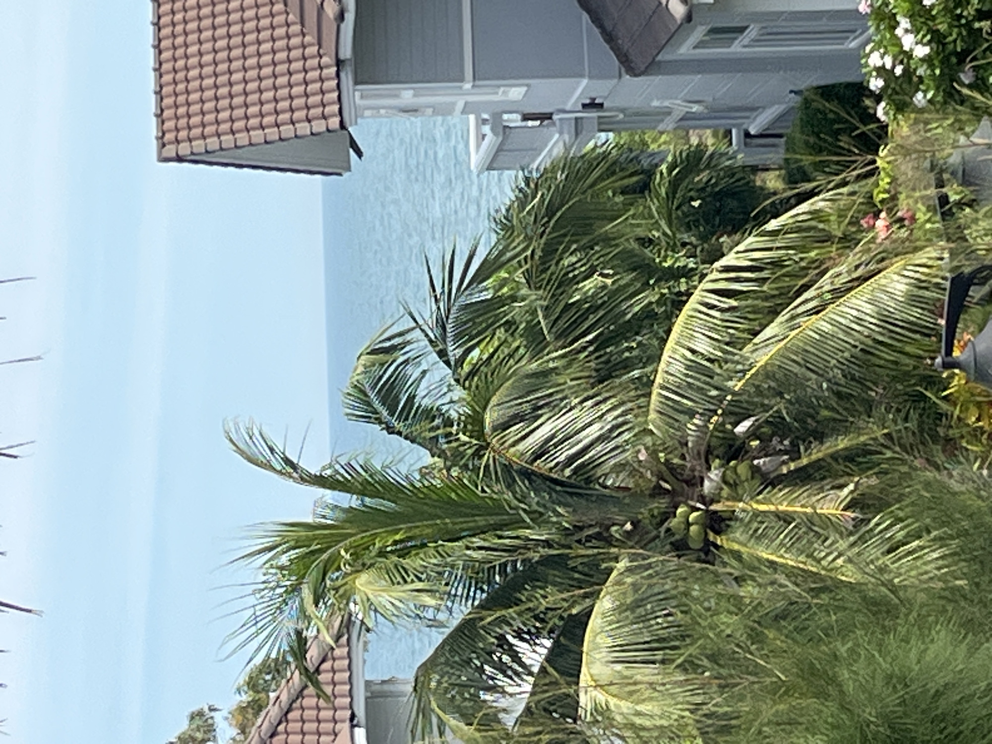 The image depicts a coastal scene with a view of the ocean from what appears to be a resort or residential area. In the foreground, a lush green palm tree with coconuts is prominent, with its fronds partially obscuring the view. To the right, a light blue building with white trim and a tiled roof is visible. The building has multiple stories and balconies. Beyond the palm tree and building, the turquoise ocean stretches to the horizon under a clear blue sky. The scene suggests a tropical or subtropical location, likely in Phu Thuy Ward, Vietnam, given the context. There are no people or explicit actions depicted in the image; it is a still photograph of the environment.