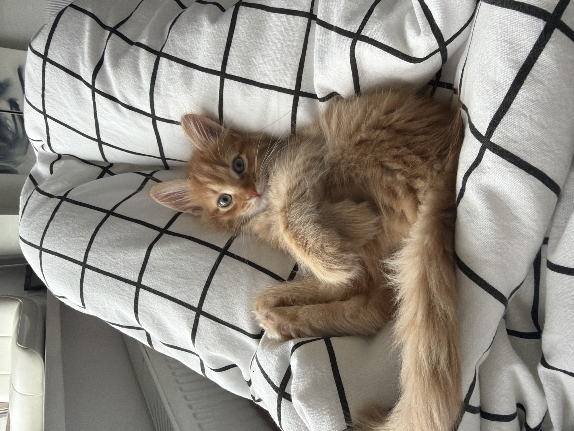 A long-haired, ginger kitten lies on a white, grid-patterned blanket. The kitten is oriented diagonally across the frame with its head towards the upper left corner and its tail towards the lower right corner. It is looking at the camera with its blue eyes. The blanket covers a chair. The environment appears to be indoors, with a wall visible on the left. It is impossible to determine the location in Moscow, Russia, from the given image.
