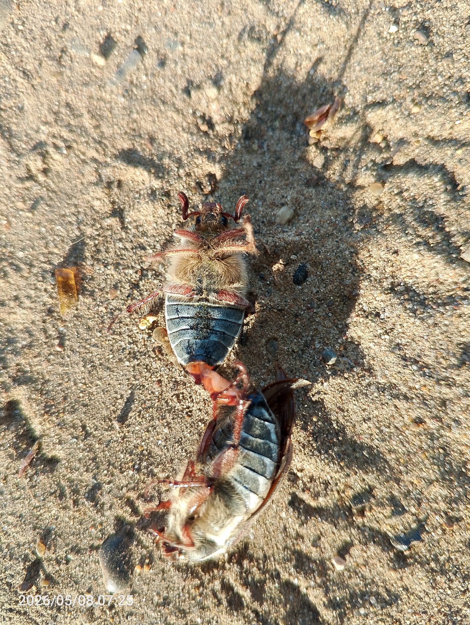 The image depicts two deceased Cockchafer beetles lying upside down on a sandy surface. The beetles have a blue-grey abdomen with dark bands, and a fluffy brown thorax. The location is Chaikovsky, Russia. The image includes timestamp "2023/05/08 07:25".