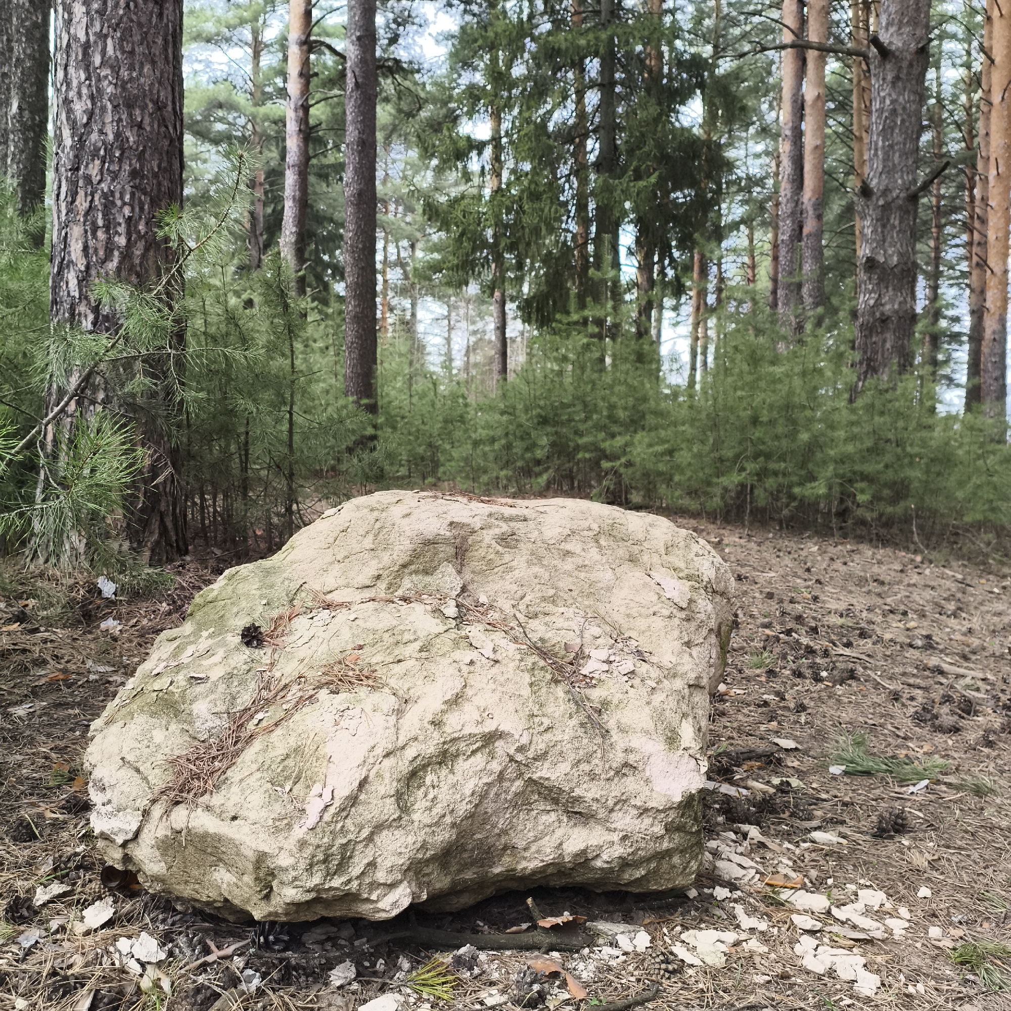 The image depicts a large, light-colored, roughly cuboid rock resting on the forest floor. The rock's surface is textured and marked with patches of discoloration and scattered pine needles. The ground around the rock is covered with leaf litter, twigs, pine cones, and some small white fragments.
The background shows a pine forest. The trees vary in size and trunk color, with some having darker, textured bark and others exhibiting a reddish-brown hue. Smaller evergreen shrubs or saplings are visible in the midground.
The photo was taken in Chaikovsky, Russia.