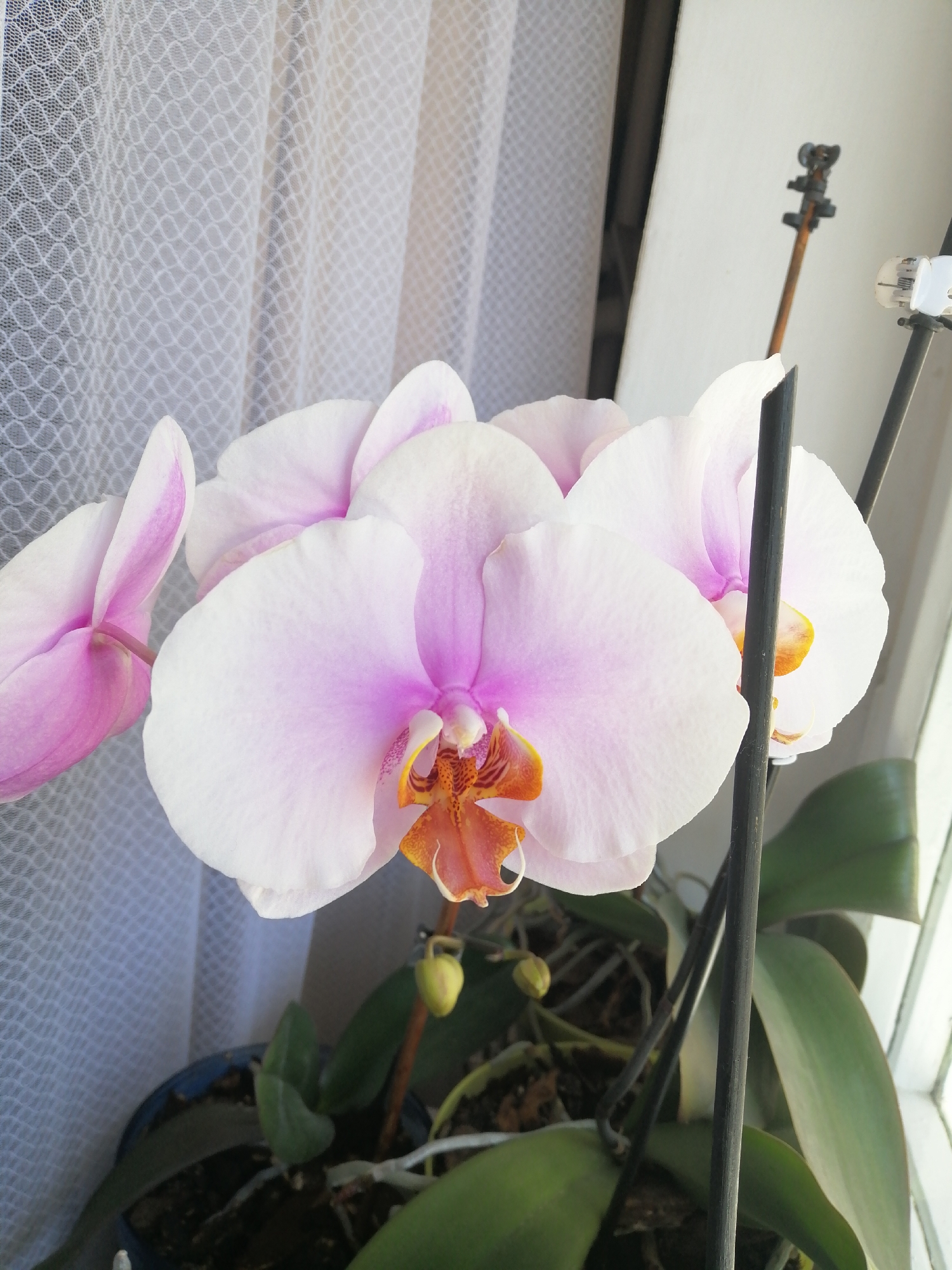 This is a close-up, eye-level, natural light photograph of a white and pink orchid plant in a dark blue pot. The orchid has multiple blooms with prominent pink veins on the petals and orange and yellow centers. One bloom is in the foreground, with the others slightly behind and to the left. Green leaves are visible beneath the flowers, and a small, yellow bud is also present. The pot appears to be sitting near a window, with a white, sheer curtain and a windowsill visible in the background. The overall scene suggests an indoor environment, possibly a home or greenhouse in Ternopil, Ukraine, where the orchid is being cultivated. There are no people or animals present in the image.