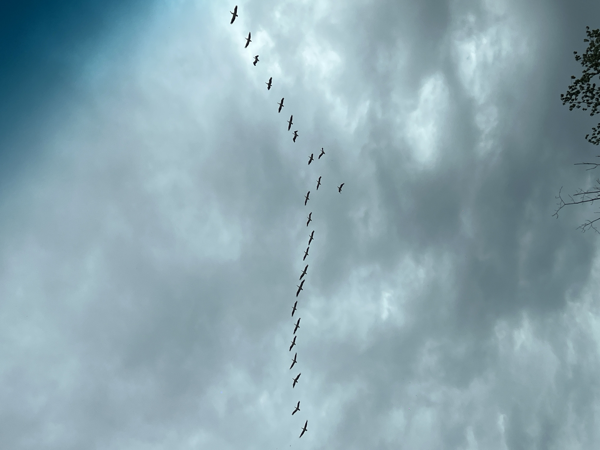 The image depicts a flock of birds flying in formation against a cloudy sky. The birds are silhouetted against the overcast background. A tree with sparse leaves is visible in the upper right corner of the image. The location is assumed to be in or near Burgas, Bulgaria. There are no visible people or interactions in the scene.