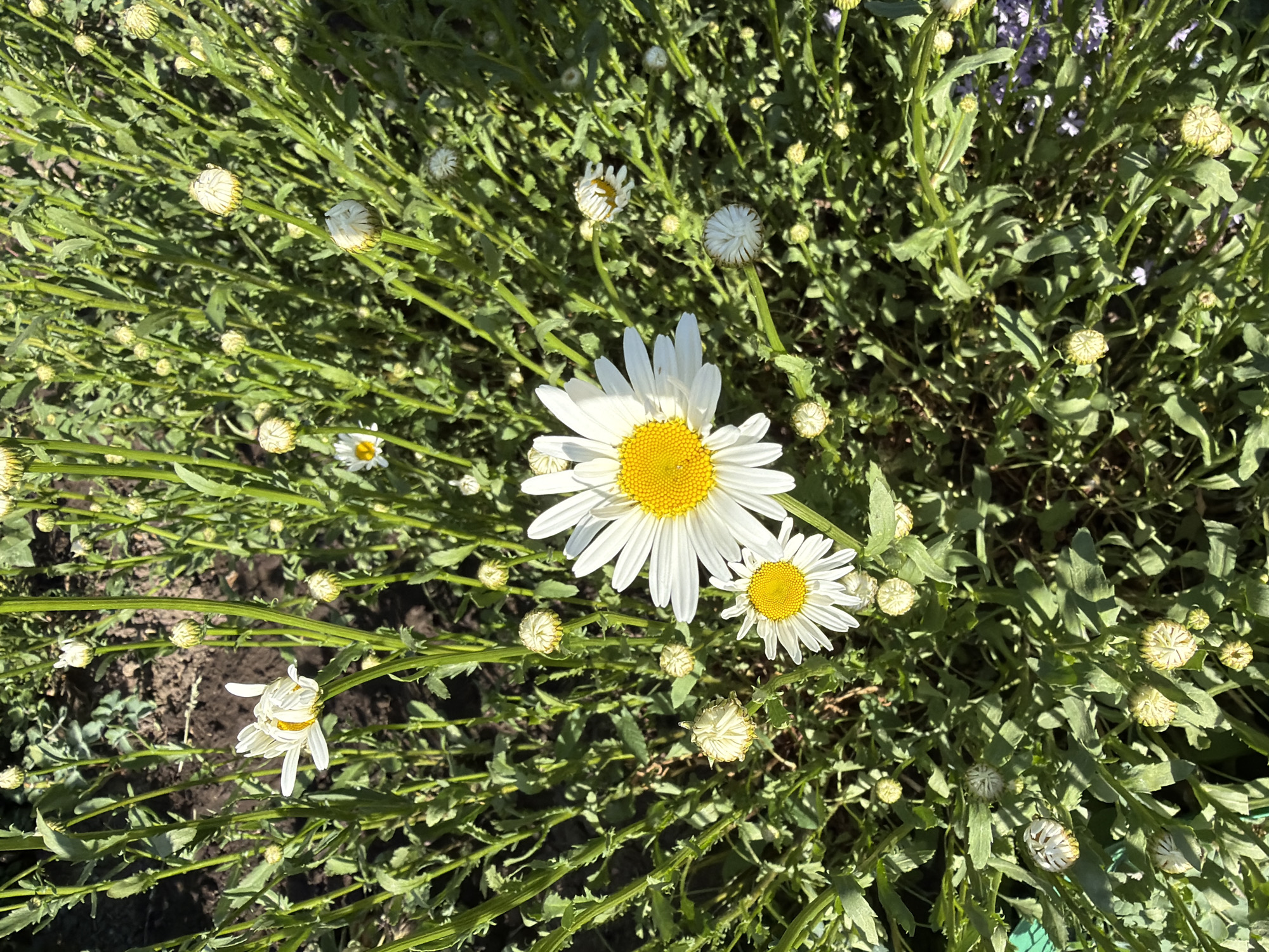 A high-angle, sunlit shot shows a cluster of daisies in a garden in an unknown city. The daisies vary in stage of bloom. Some are fully open with white petals and yellow centers, while others are still tightly budded. The green foliage surrounding the daisies is dense. Dark soil is visible in the background.