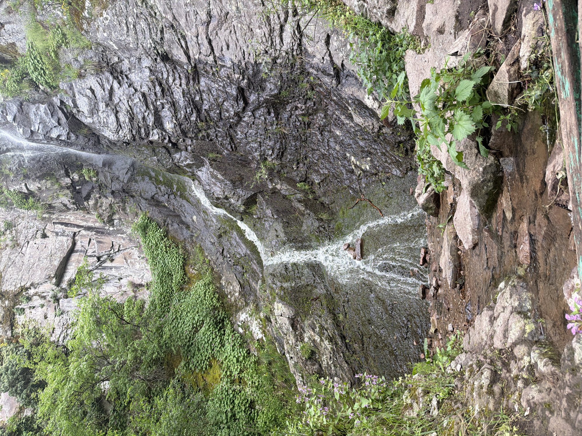 The image captures a waterfall cascading down a rocky cliff face in Ustina, Bulgaria. The water flows from the top left corner, splitting and cascading into a pool in the center of the image. The cliff face is composed of gray rock with visible striations and variations in texture. Patches of green vegetation, including moss, vines, and small trees, are interspersed along the cliff face. The right edge of the image shows a rocky outcropping with more dense vegetation and a section of a weathered wooden structure. Some purple flowers are growing out of a cluster of dirt.