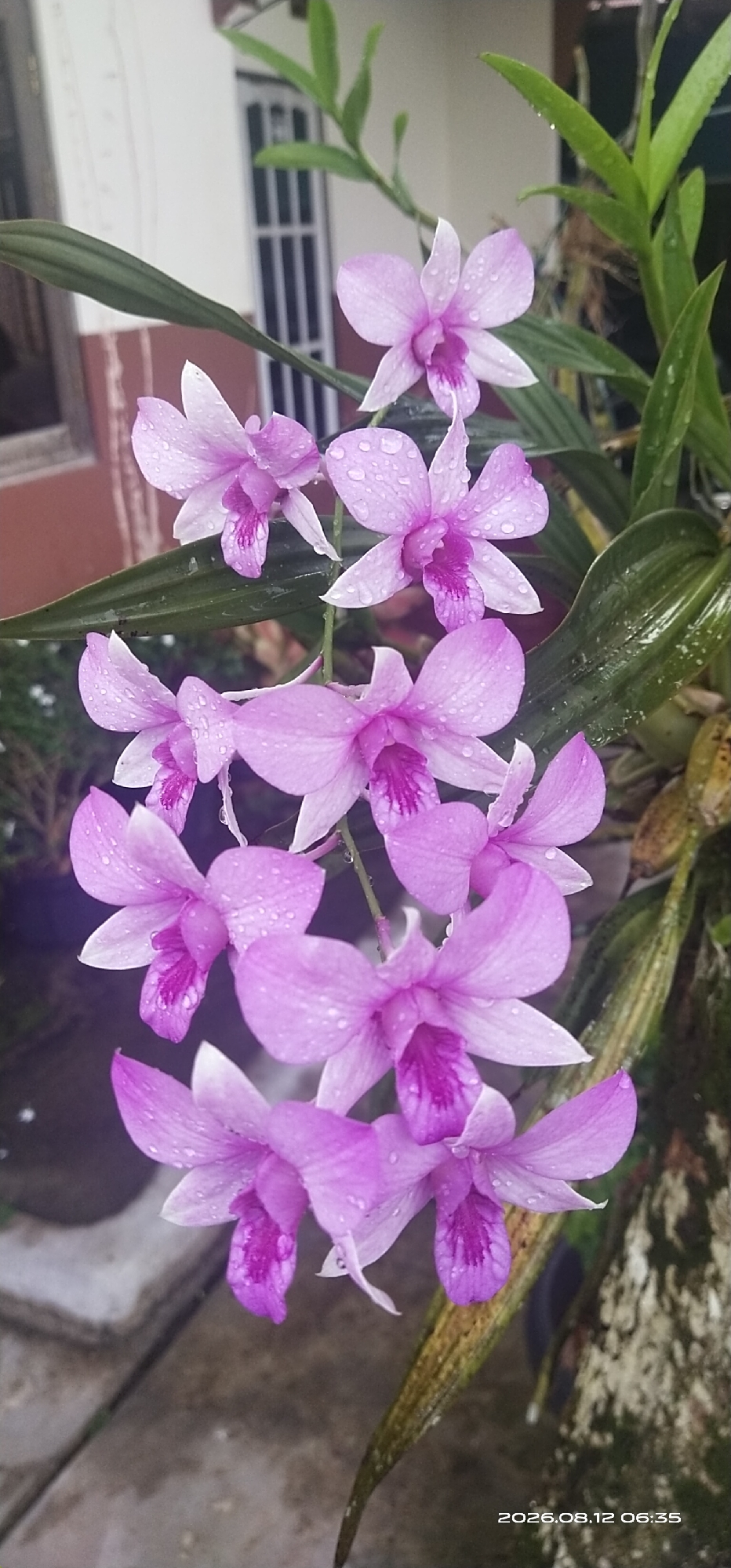 A vertical, eye-level medium shot captures a cluster of delicate, light purple orchids adorned with water droplets. The flowers are in bloom and hang downwards, with their petals unfurling to reveal a deeper purple hue in their centers. One orchid, slightly larger and more in focus, is positioned in the upper right of the frame. The background is a blurred mix of green foliage, a building with a white door and barred windows, and a textured surface, possibly a wall or tree trunk, on the right. A date and time stamp, "2026.08.12 06:35," is visible in the lower right corner of the image. The scene appears to be outdoors, likely in a residential area, given the presence of the building and the garden setting. The lighting suggests it is either early morning or a cloudy day, with soft light illuminating the flowers. The image does not contain any people.