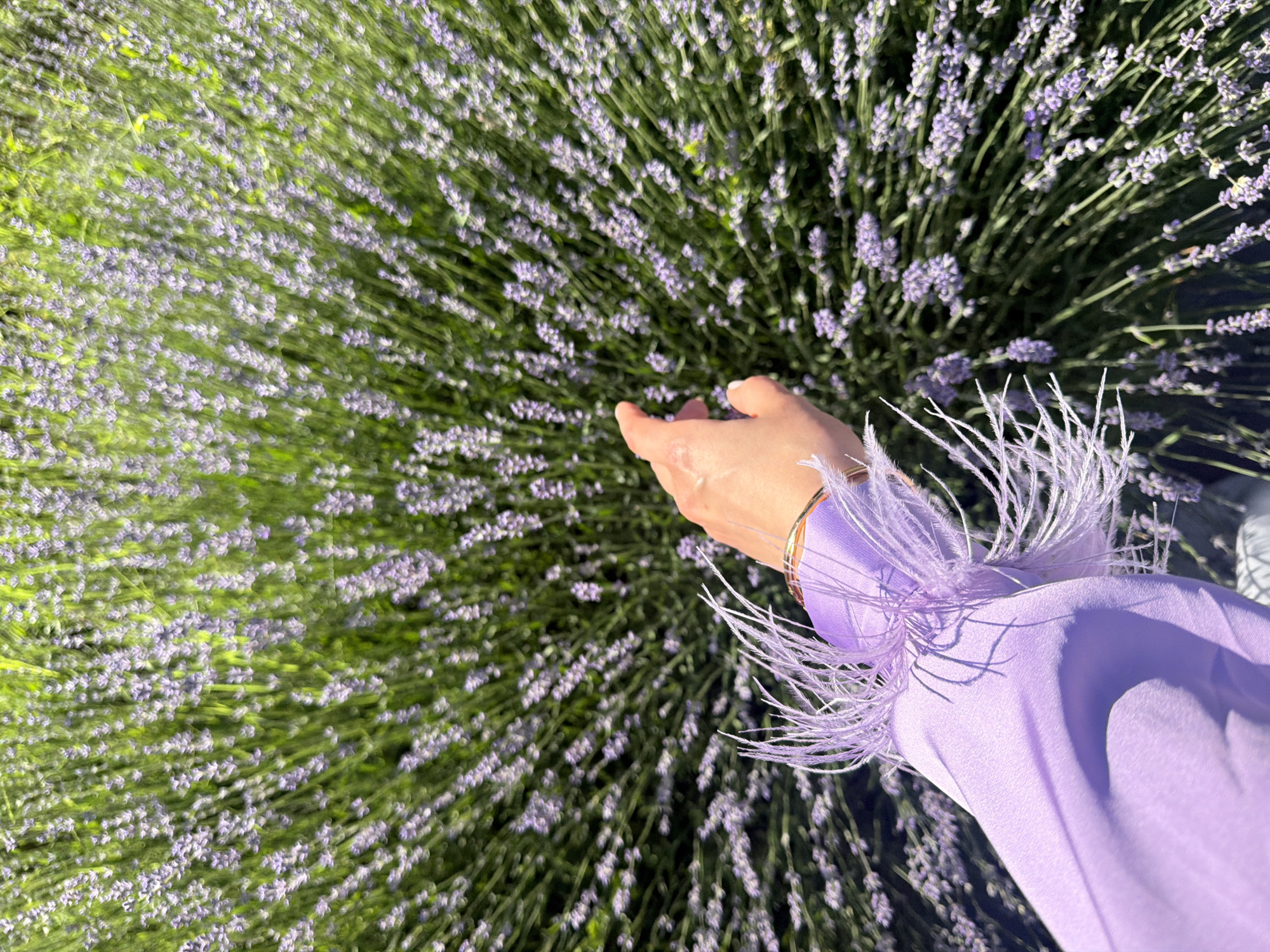 An overhead shot shows a person's left arm and hand reaching into a field of lavender. The person is wearing a light purple satin shirt with fluffy feather accents on the sleeves and a thin gold bracelet. The hand is partially open, with fingers extended towards the lavender blooms. The background is filled with densely packed lavender stalks and flowers, with sunlight casting shadows on the plants. The scene is set outdoors in a lavender field.