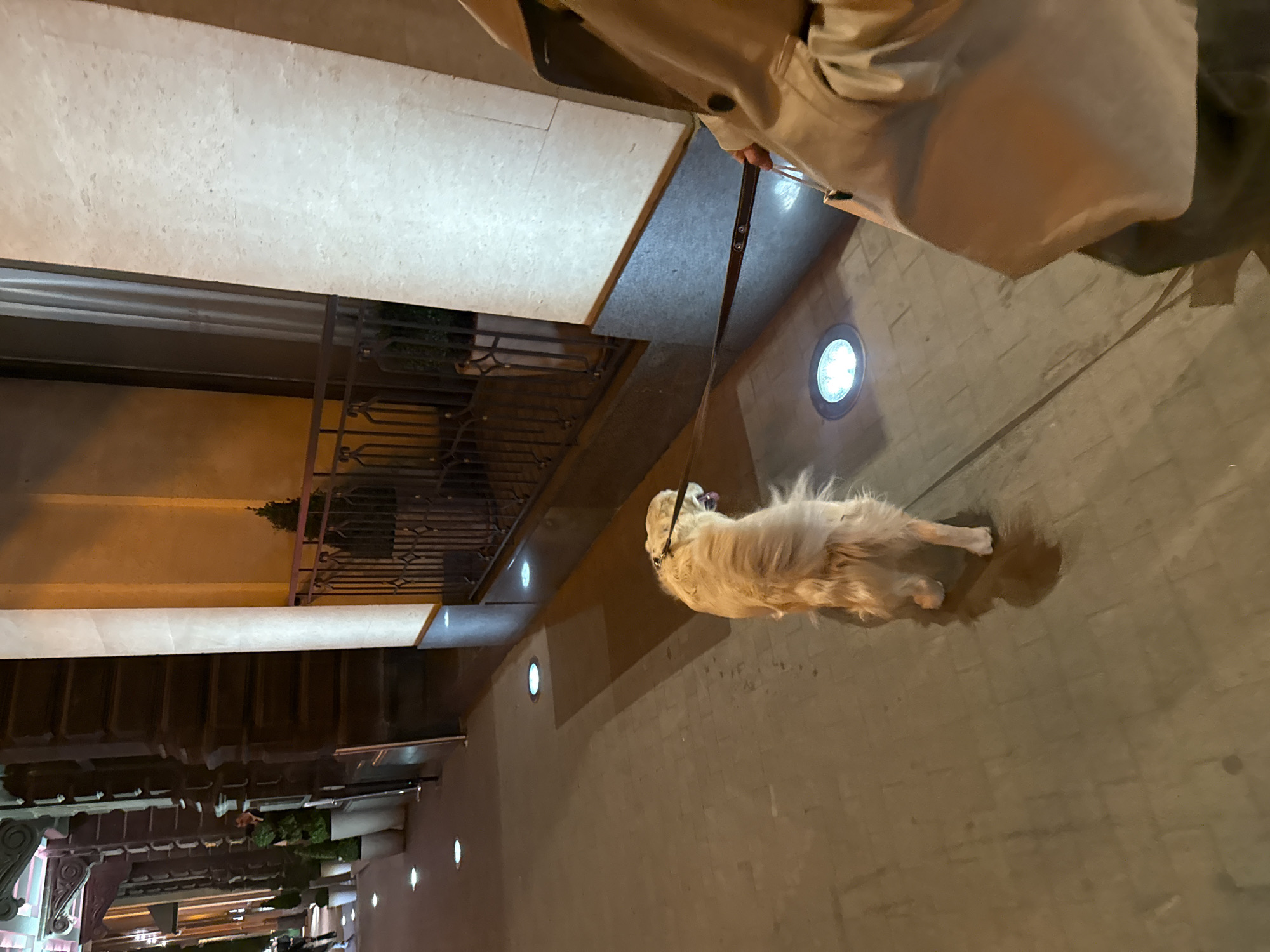 A medium shot shows a golden retriever on a leash, being walked on a paved sidewalk in Yerevan, Armenia. A person in a light trench coat holds the leash. The dog is facing right, towards the street. The sidewalk has recessed lighting. A building is to the left, with metal railings. The scene appears to be at dusk or night.