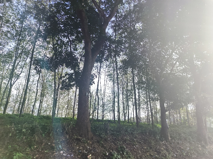 A dense forest with tall trees. The trees are silhouetted against a bright, hazy sky. The ground is covered in foliage. The sun is shining through the trees, creating a dappled effect of light and shadow. The trees are green and brown, and the leaves are mostly out. This is a scene in the city of Cikalong, Indonesia. The coordinates of this location are -6.767 latitude, 107.442 longitude. There are no people in this scene.