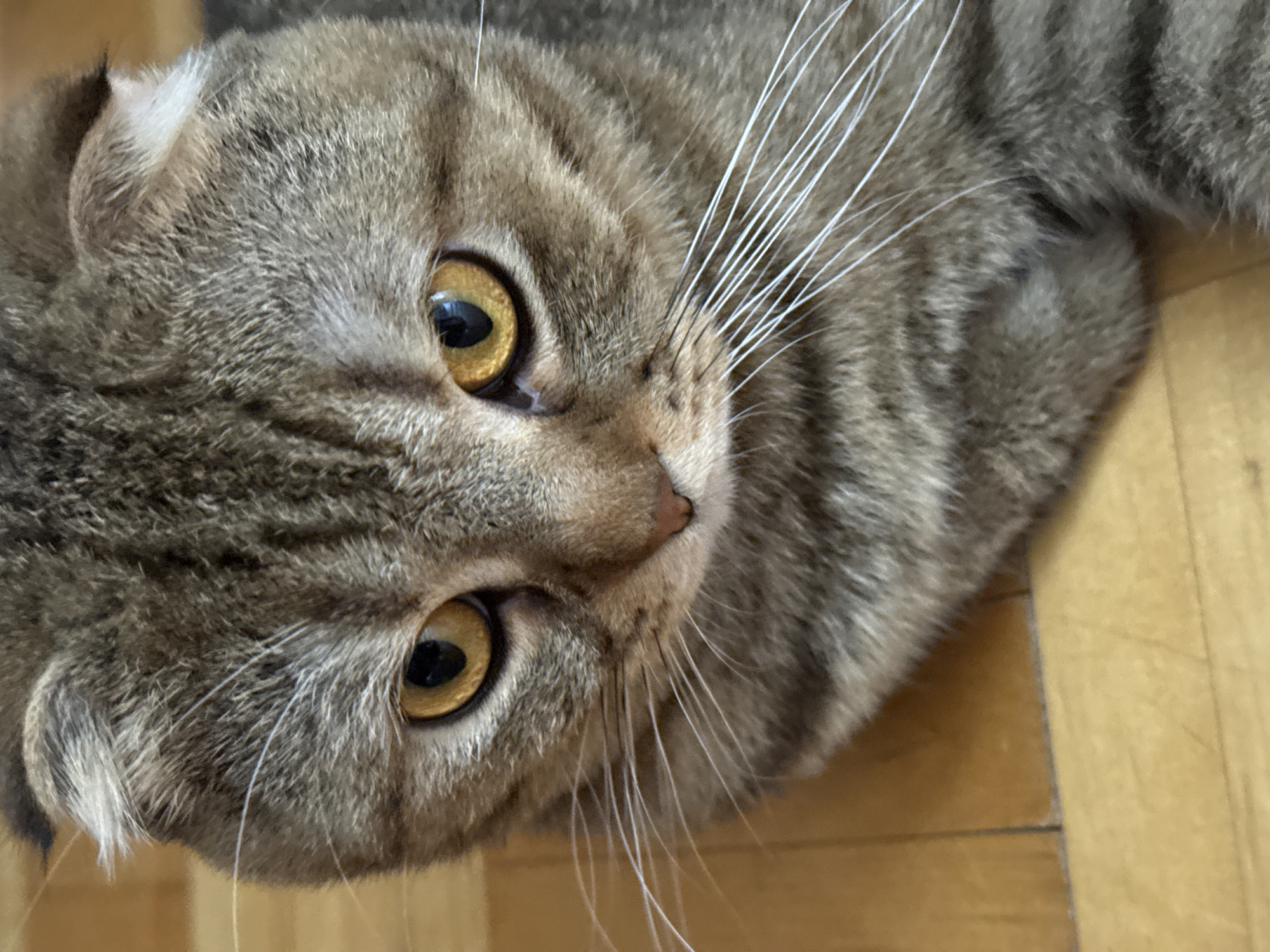 A close-up photograph shows the head of a tabby cat with folded ears lying on a wooden floor. The cat has golden eyes, a pink nose, and long white whiskers. The fur is a mix of gray and brown hues. The wooden floor appears to be made of light-colored planks. The location and city are unknown.