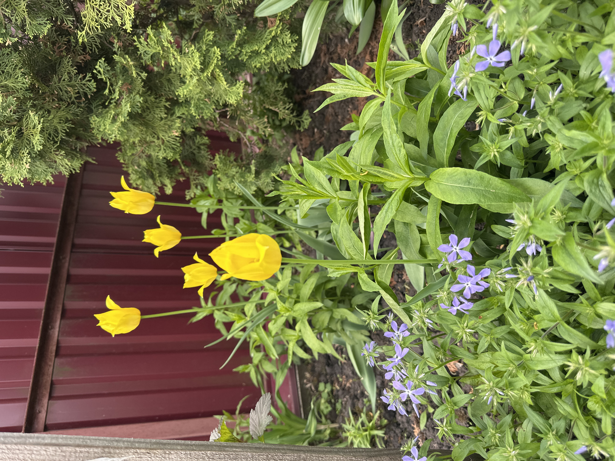 The image shows a flower bed along a fence, likely in Oryol, Russia. Five yellow tulips are visible, with several other plants and small blue flowers intermingled. The fence behind is a maroon color. To the left is a green shrub. A weathered wooden surface is visible in the foreground. There are no people visible.
