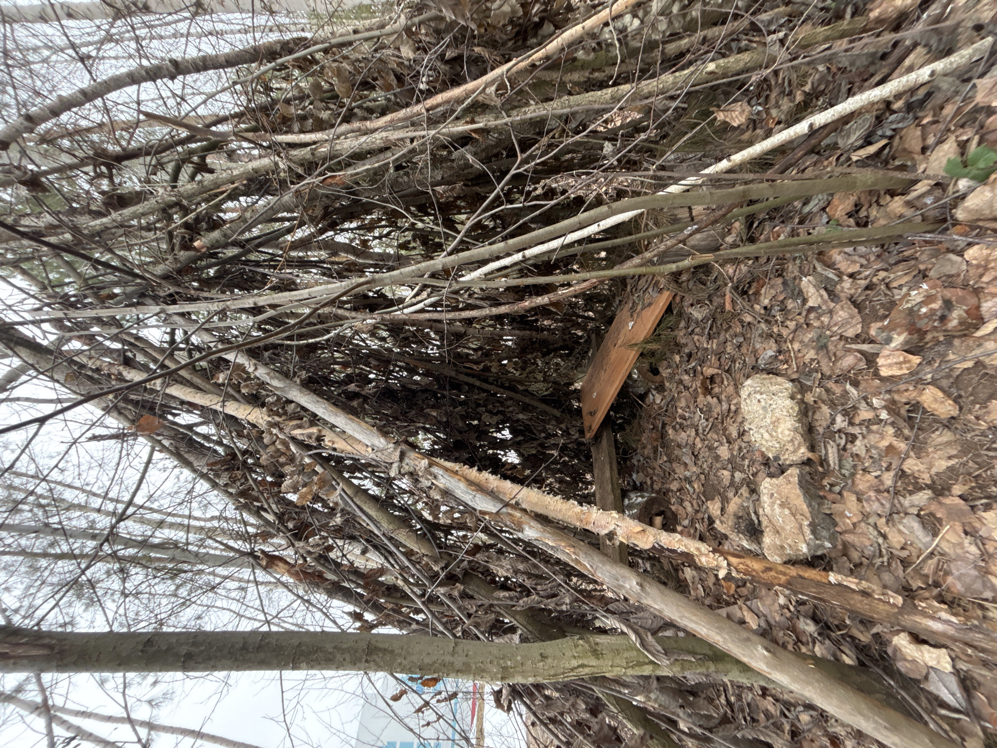 The image depicts a dense accumulation of fallen branches and leaves, creating a makeshift shelter-like structure. A piece of wood appears to be incorporated into the structure. The surrounding ground is covered in decaying leaves and scattered rocks. In the background, bare trees and a glimpse of a building are visible. The photograph's angle is tilted, suggesting it was taken from a low perspective. The location is purportedly Chaikovsky, Russia.