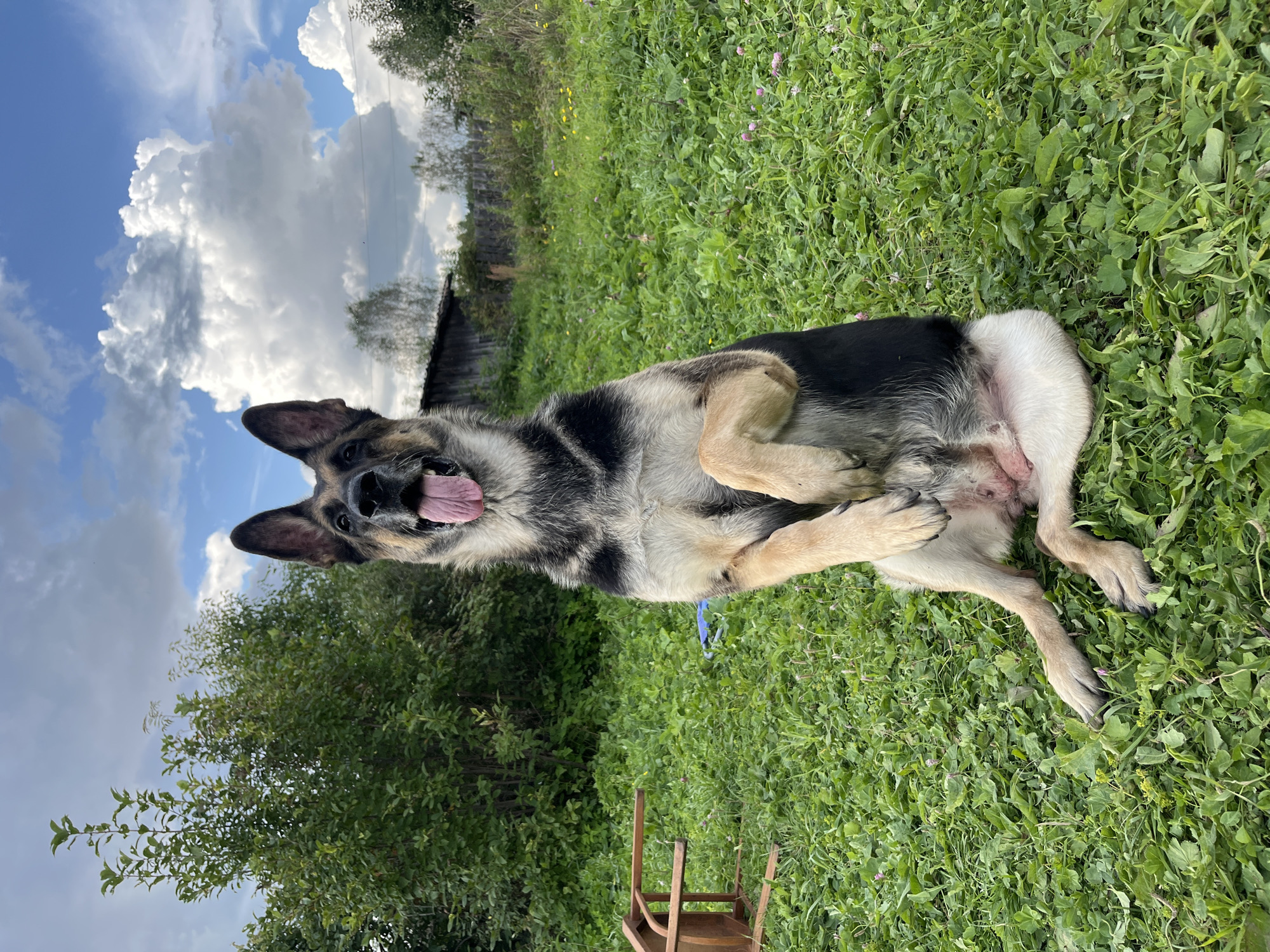 A German Shepherd dog is sitting upright on a grassy field with its front paws crossed. The dog is facing the camera, panting with its tongue out. Behind the dog, there are trees and a rustic wooden building. The sky is partly cloudy with blue sky visible. The ground is covered in lush green grass with some small wildflowers. To the left of the dog, there is a wooden chair. The scene appears to be in a rural or suburban outdoor setting.