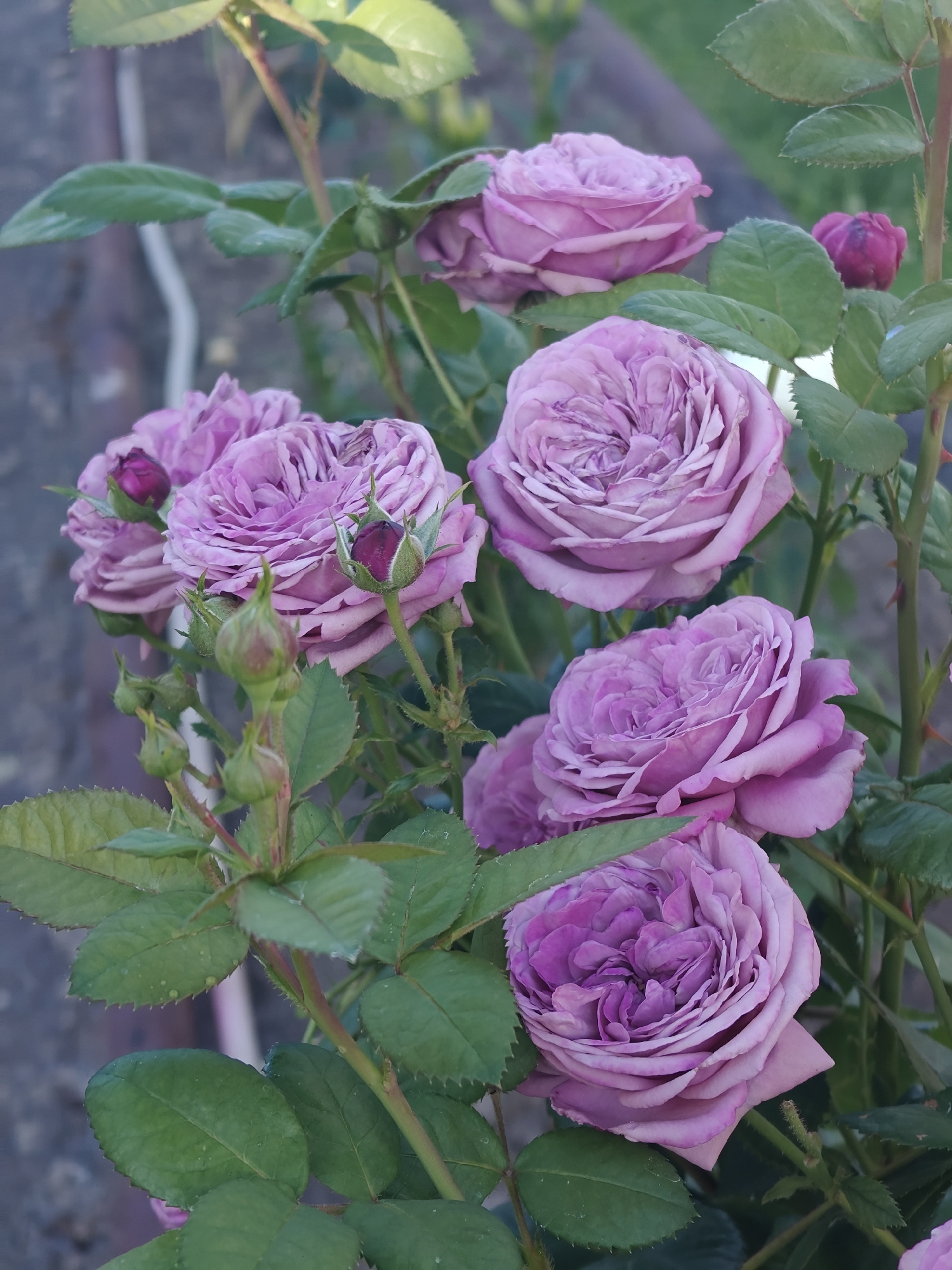 The image shows a close-up of several purple roses and rosebuds on a bush. The roses have many petals and appear to be in full bloom. The leaves are a deep green and some have water droplets on them. There is a blurred background of what appears to be a garden or outdoor setting. The image does not contain any information to indicate the location in Kotelva, Ukraine.