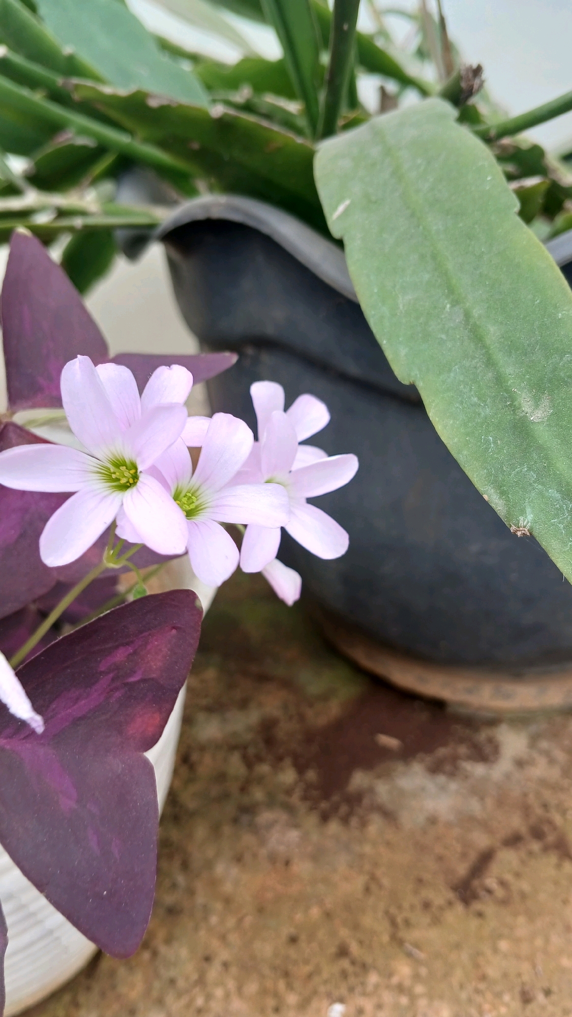 The image captures a close-up view of delicate, pale pink flowers with green centers, likely a species of Oxalis, blooming in the foreground. These flowers are positioned near a dark purple, heart-shaped leaf, characteristic of a butterfly plant (Oxalis triangularis). Behind the flowers and leaf, a large, dark pot is visible, containing a plant with broad, green leaves that appear to be a succulent or cactus. The background suggests an outdoor setting with a mottled brown and green textured surface, possibly a patio or ground. The overall scene is one of a well-maintained potted plant display. This scene is situated in the city of Melatiwangi, Indonesia.