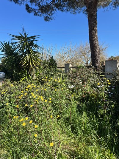 The scene depicts an overgrown garden in Cutrofiano, Italy. A yucca plant stands prominently on the left, alongside a mix of weeds, grass, and yellow dandelion-like flowers. The garden's edge is defined by a low fence of concrete pillars and wooden rails, behind which are deciduous trees and dense vegetation. A tall pine tree dominates the right side of the frame. The sky is clear and blue.