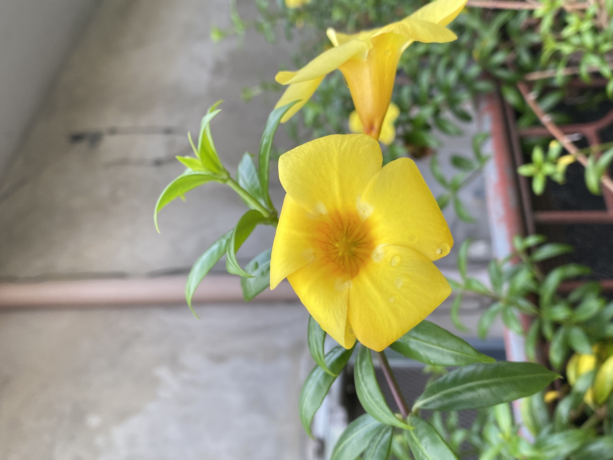In Davao City, Philippines, a close-up photograph captures a vibrant yellow flower, likely an Allamanda, in full bloom. The flower's petals are a bright, cheerful yellow, with delicate water droplets clinging to their surface, suggesting recent rain or dew. The center of the flower displays a deeper yellow and orange hue, with visible stamen. The bloom is surrounded by lush green leaves, some of which are unfurling, indicating new growth. In the background, a pale, textured wall with a vertical pipe is visible, along with a hint of a reddish railing and more greenery. The overall scene conveys a sense of natural beauty thriving in an urban setting.