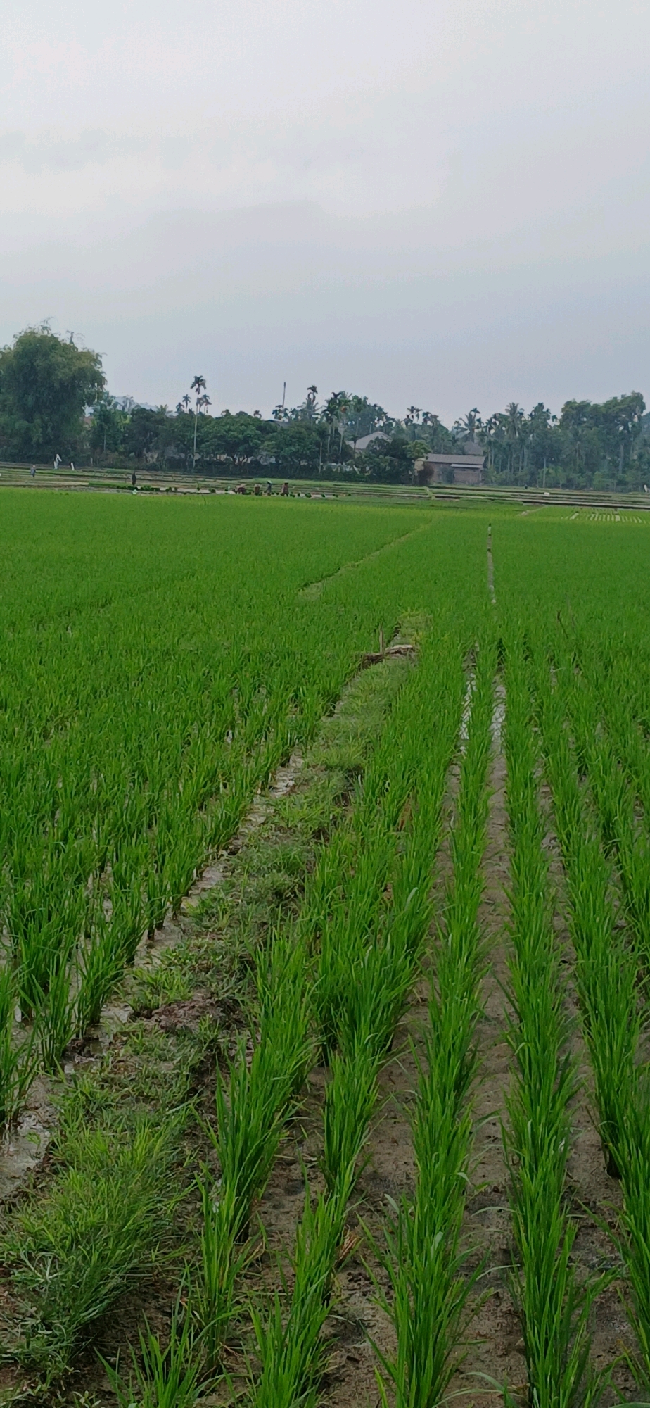 The image captures a lush green rice paddy field in Glumpangpayong, Indonesia, under an overcast sky. Rows of young rice plants are neatly cultivated, with pathways of muddy water and soil separating them. In the background, a line of trees and several buildings, likely houses, are visible. A few figures can be seen in the distance, engaged in agricultural work within the fields. The overall scene depicts a serene rural landscape dedicated to rice cultivation.