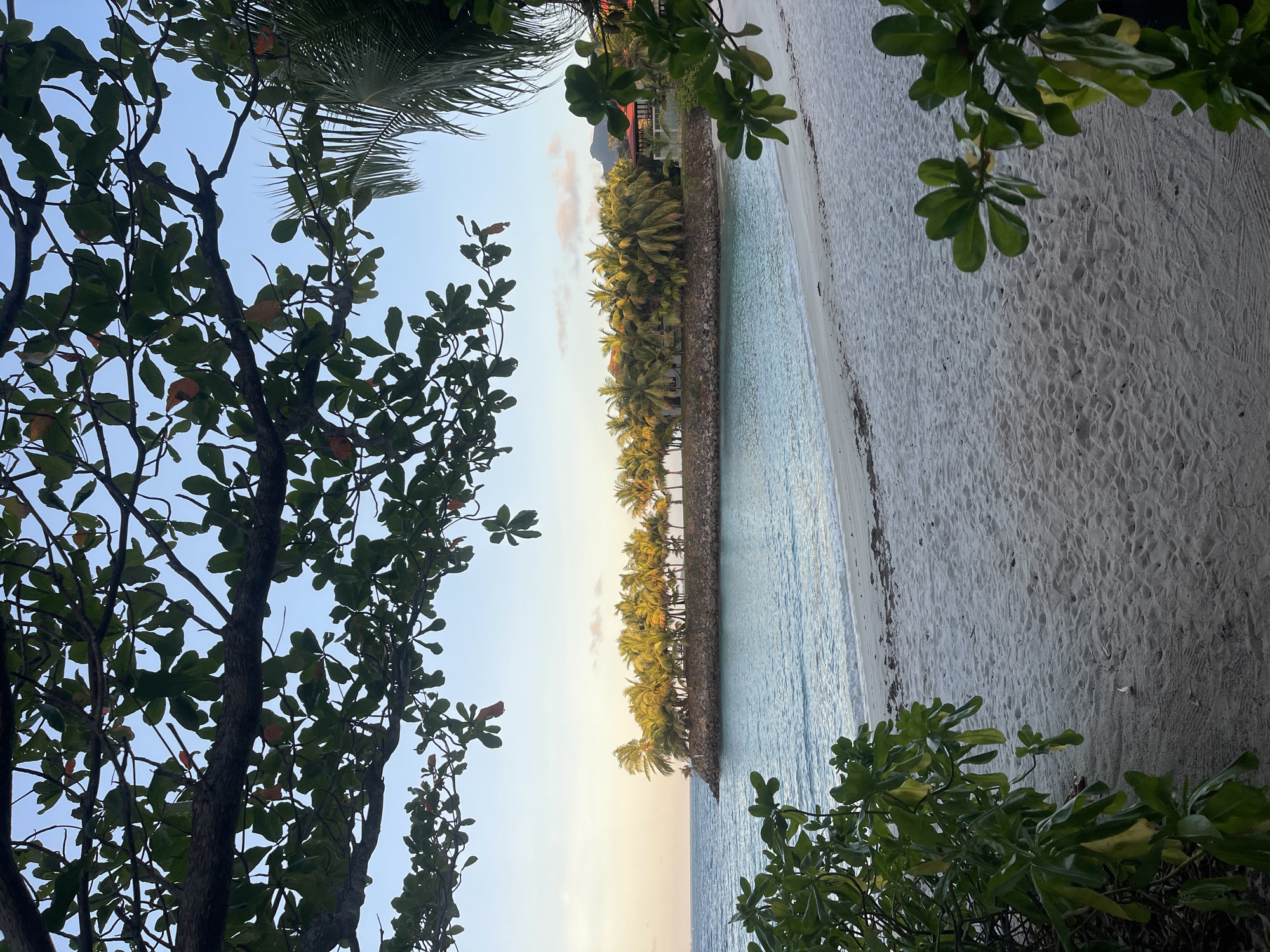 The image depicts a tropical beach scene in Victoria, Seychelles, viewed through the foliage of trees. The foreground is dominated by lush green leaves and branches, with a hint of palm fronds on the right. Beyond the foliage, a pristine white sand beach stretches towards the turquoise waters of the Indian Ocean. A rocky outcrop lined with numerous palm trees is visible in the middle ground, with buildings nestled amongst the vegetation behind it. The sky is a soft blue with a few wispy clouds, suggesting either early morning or late afternoon light. The overall impression is one of tranquility and natural beauty.