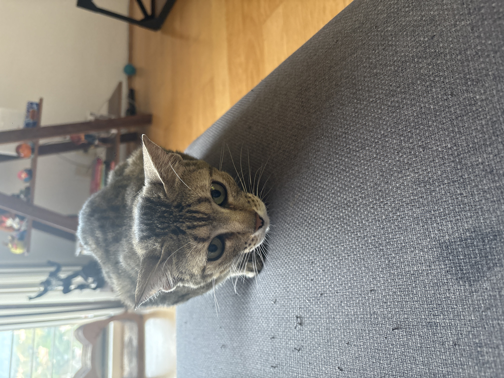 A gray tabby cat is looking up, resting its head on a gray fabric surface that takes up much of the right side of the image. The cat's head is angled slightly towards the left, showing its face, ears, and whiskers. The cat has green eyes and a tabby pattern on its fur. In the background, to the left and further back, there is a window and a wooden shelf holding various objects. The floor is visible in the upper left corner. The scene appears to be indoors. The location is not discernible from the image.