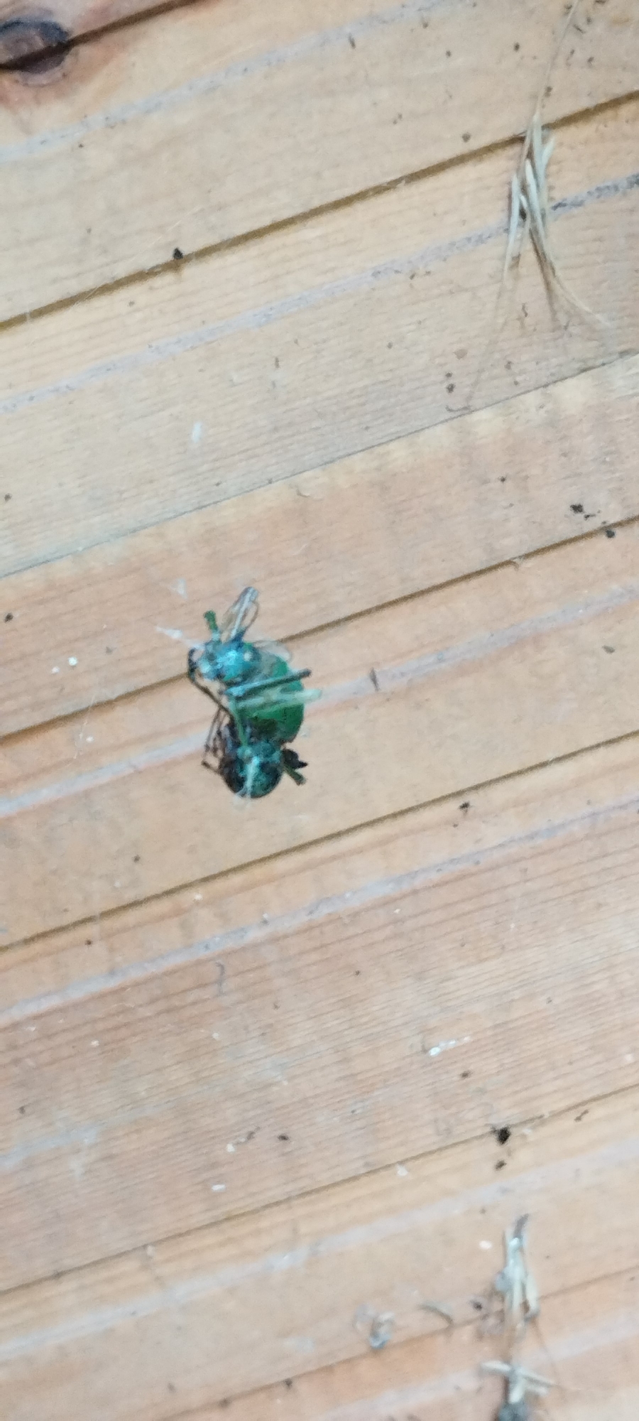 A single, iridescent green beetle is captured in a close-up shot, resting on a surface of weathered wooden planks. The beetle appears to be positioned in the center of the frame, with its legs splayed out. The planks are oriented horizontally, displaying a natural wood grain with visible lines and minor imperfections. The lighting suggests an indoor or sheltered outdoor environment, with soft illumination that highlights the beetle's metallic sheen. The background is largely out of focus, emphasizing the subject. No other living beings or significant objects are visible in the immediate vicinity. The scene does not contain any elements that would place it within the city of Yaroslavskaya, Russia, or any specific geographic location.