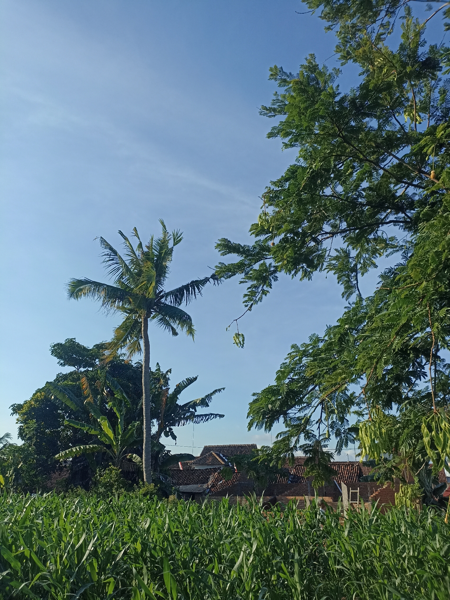 The image depicts a rural landscape in Mojopanggung, Indonesia, under a clear blue sky with wispy white clouds. In the foreground, a dense field of tall, green corn stalks fills the lower half of the frame. Behind the cornfield, a cluster of buildings with terracotta tiled roofs are visible. A tall, slender coconut palm stands to the left of the frame, its fronds swaying gently. To the right, a large tree with lush green foliage and hanging seed pods extends into the upper portion of the image, partially obscuring the sky. The scene appears to be a peaceful, natural environment. There are no people visible in the image.