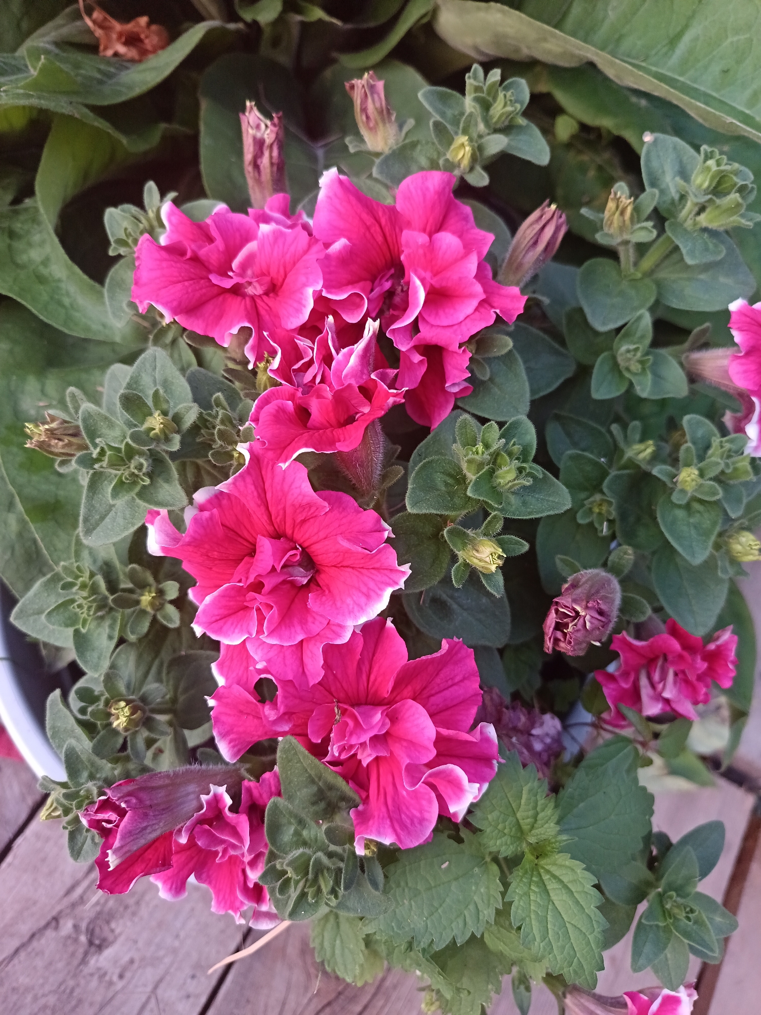 A close-up, overhead shot captures a cluster of vibrant fuchsia petunias with delicate white edges, some fully bloomed and others in various stages of budding. The flowers are nestled amongst lush, green foliage. In the background, dried brown leaves and darker green leaves create a layered effect. The scene is set against a backdrop of weathered wooden planks, suggesting an outdoor setting, possibly a garden or patio. The image lacks any human presence or specific identifiable landmarks of Amursk, Russia.