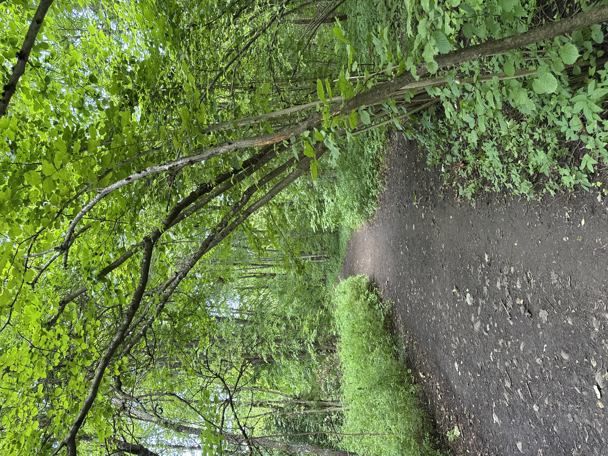 The image depicts a dirt path winding through a dense, green forest. The path is narrow and appears to be well-trodden, with loose soil and scattered leaves and small stones. Lush green foliage flanks both sides of the path, with trees arching overhead, creating a canopy of leaves that filters the sunlight. The vegetation is predominantly shades of green, with various types of trees and undergrowth visible. The overall impression is one of a natural, somewhat wild environment within a forest.