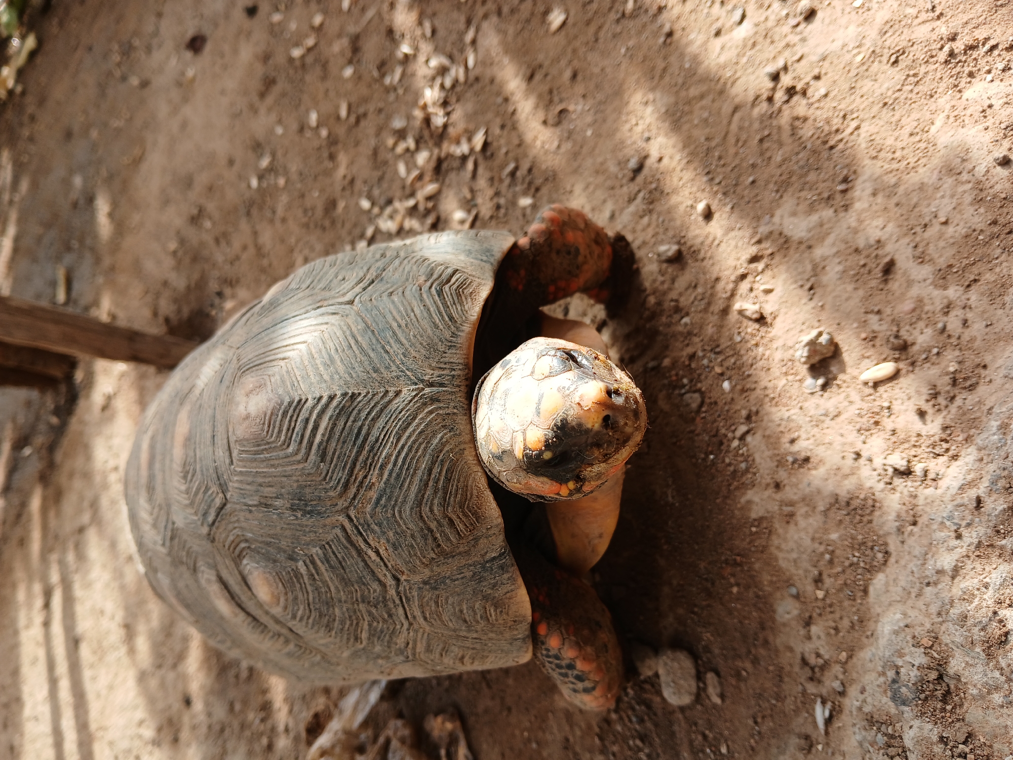 The image depicts a red-footed tortoise (Chelonoidis carbonarius) on a dirt and gravel surface. The tortoise is oriented with its head and front legs extended from its shell. The shell exhibits a dark, ridged pattern. The head is light-colored with darker markings. The tortoise is located in Juan Griego, Venezuela.